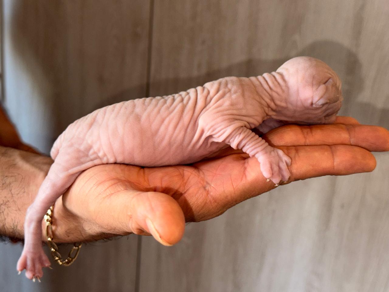 Gatito Sphynx 