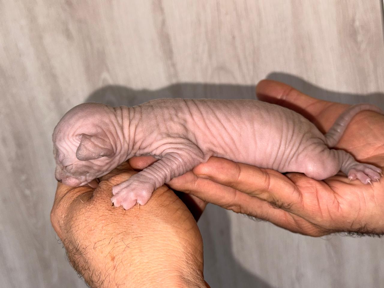 Gatito Sphynx 