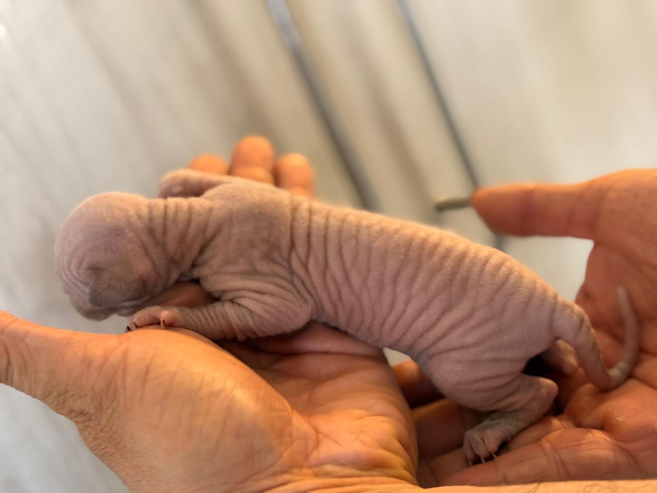 Gatita Sphynx