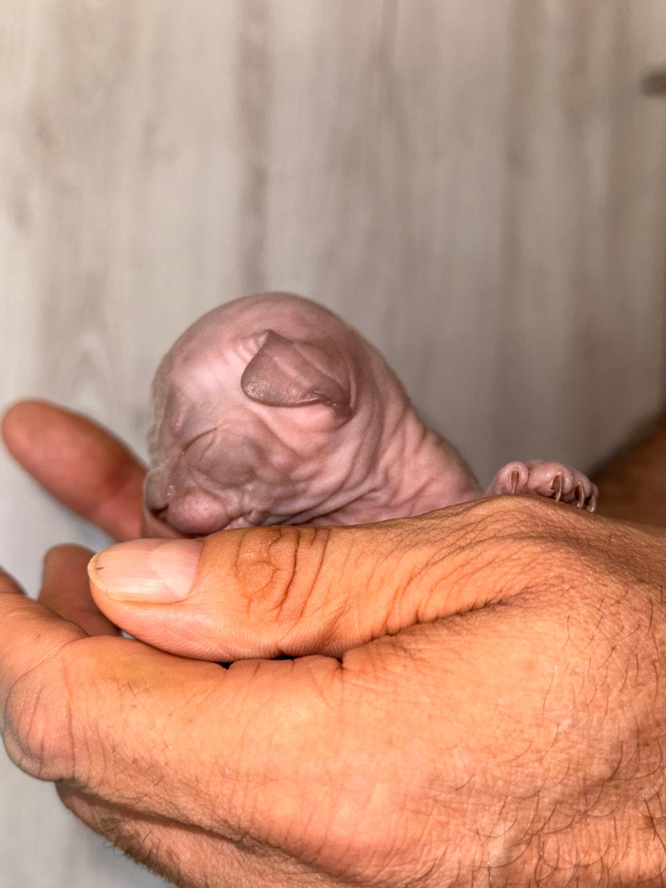 Gatito Sphynx 