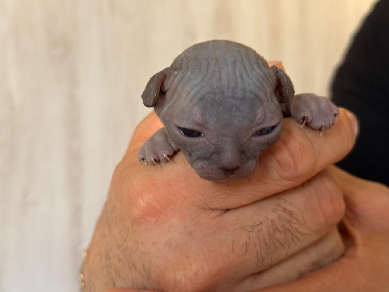 Gatita Sphynx