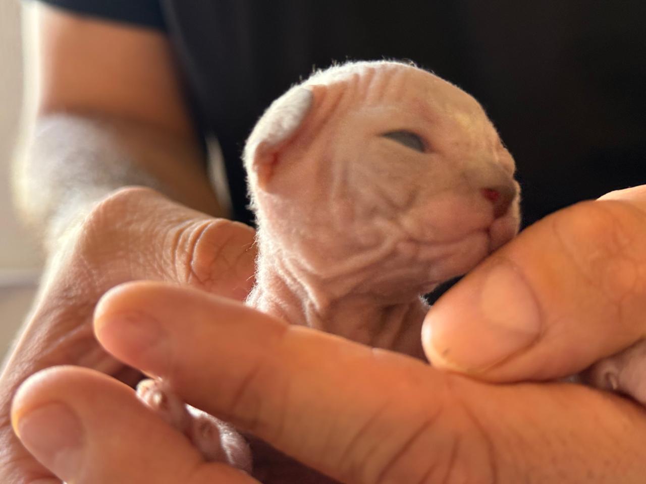 Gatita Sphynx