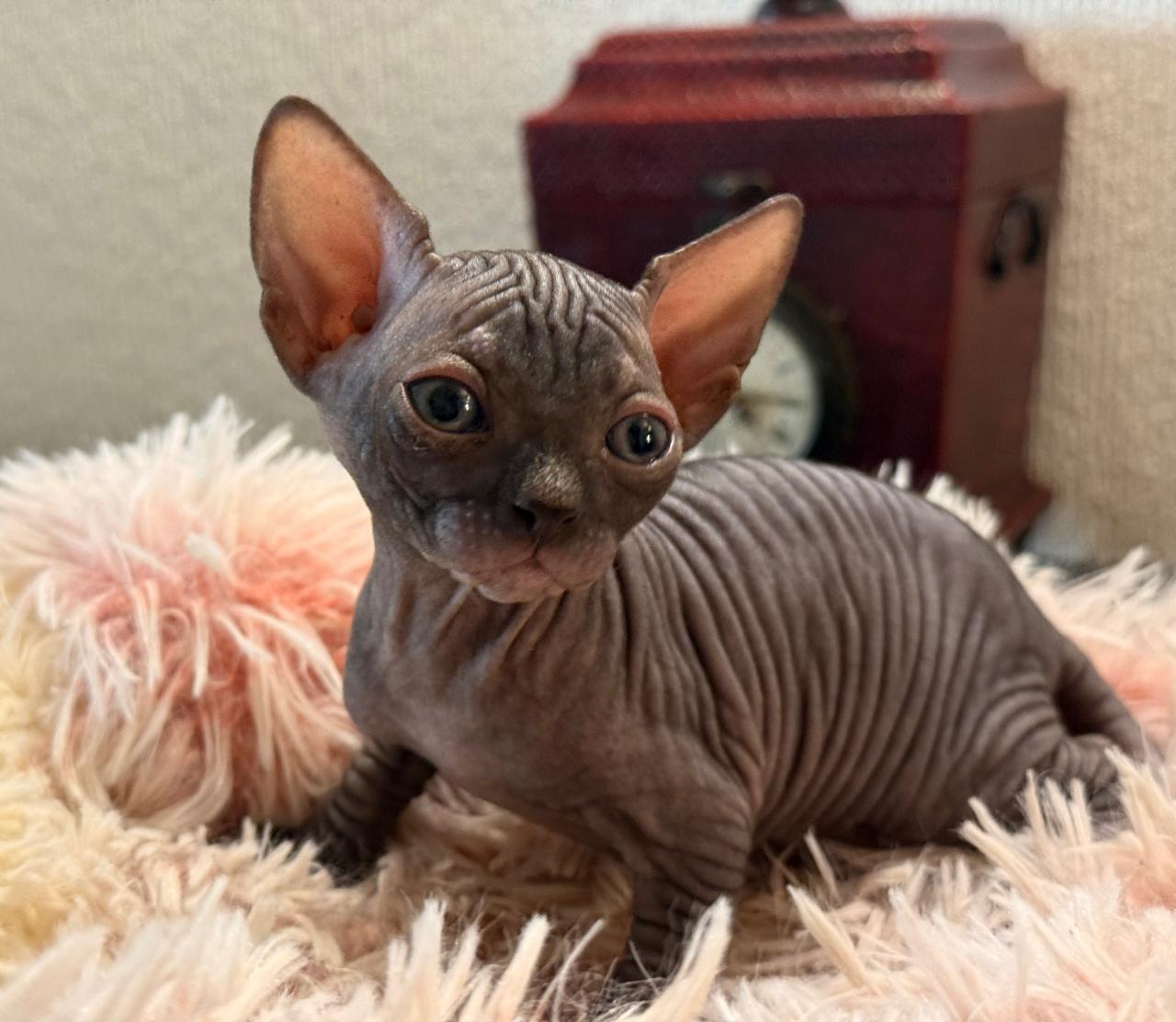 Gato Sphynx
