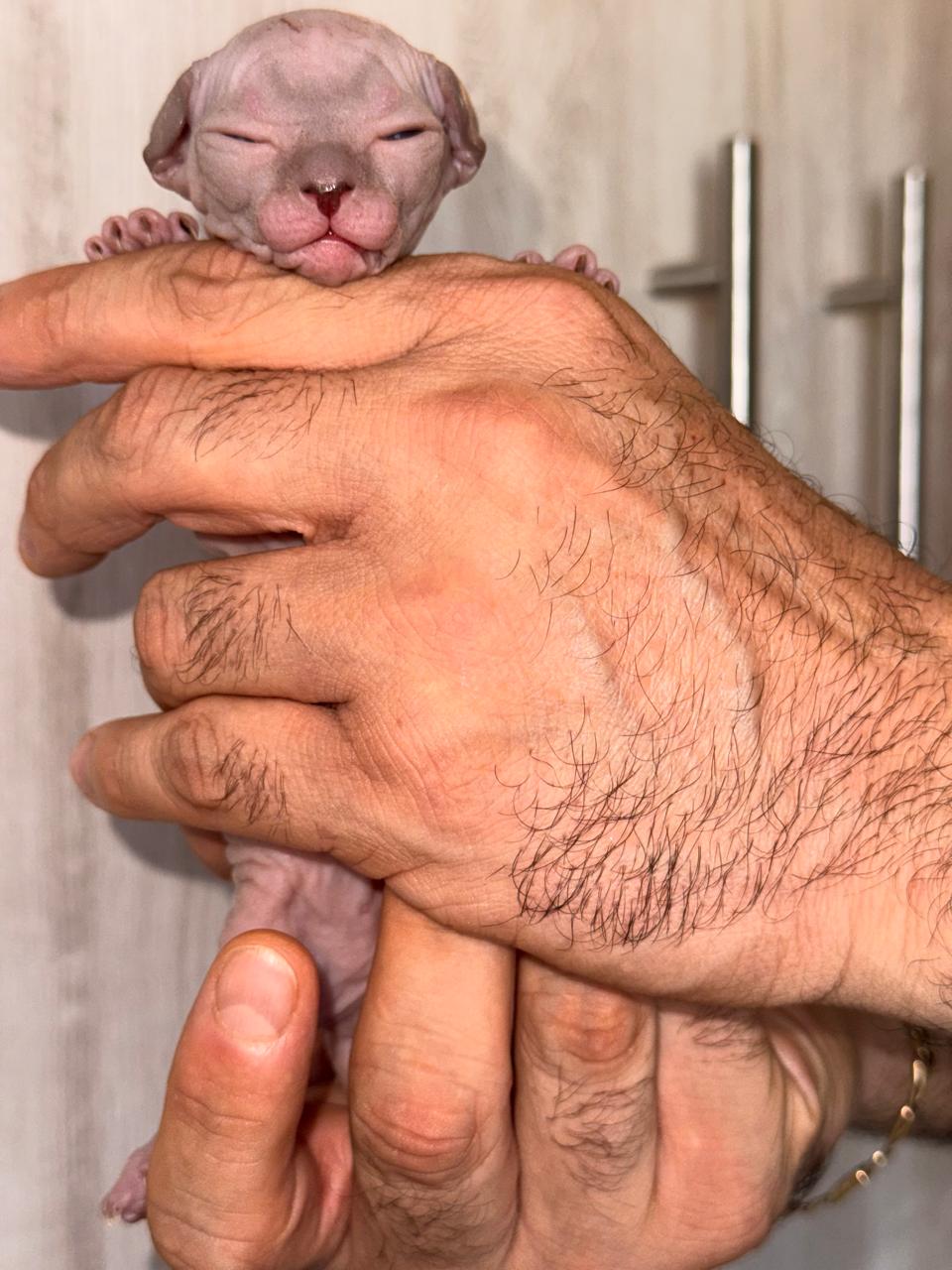 Gatito Sphynx 