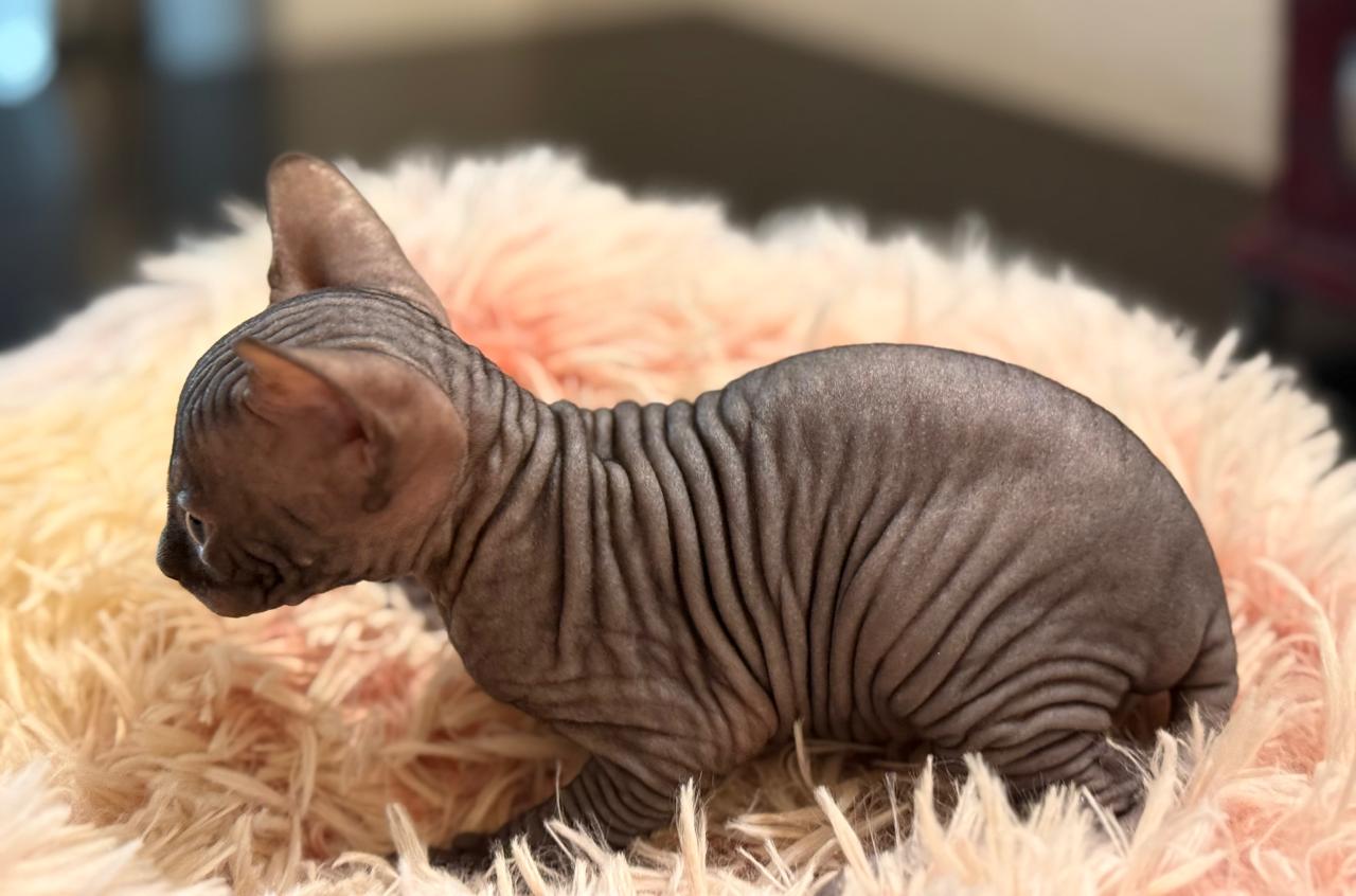 Gato Sphynx