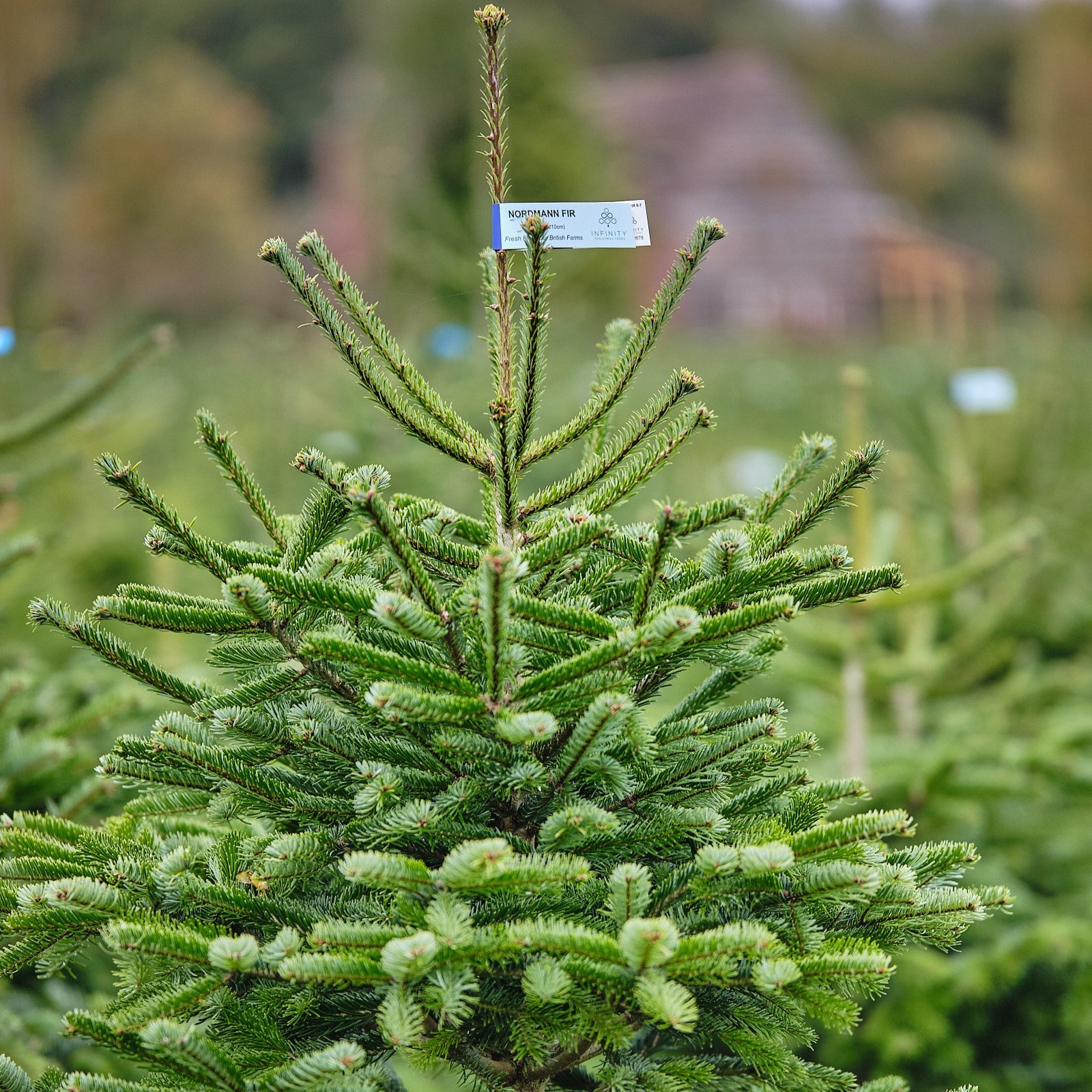 Nordmann Fir 175cm (5.74FT) - 200cm (6.56FT)