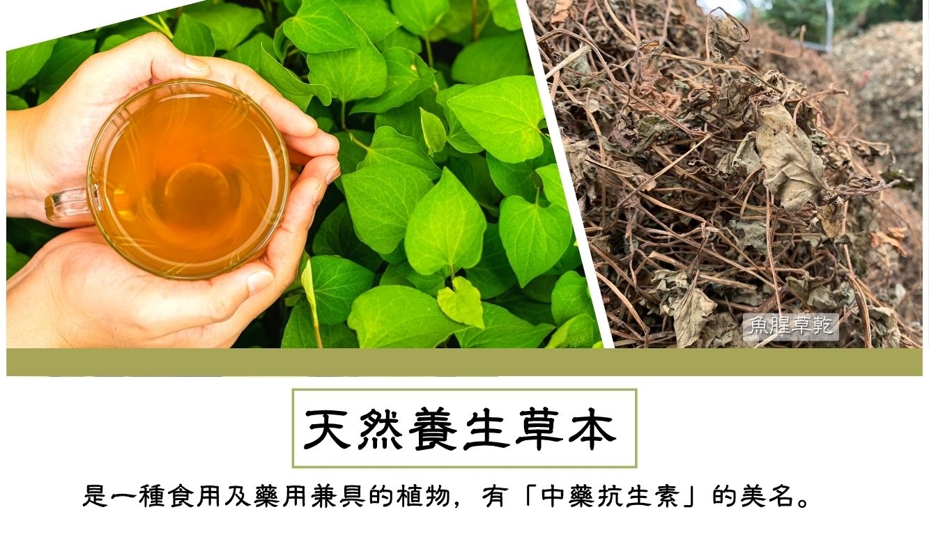 Houttuynia Cordata Tea Bags BULK 15% OFF 魚腥草茶包 優惠八五折