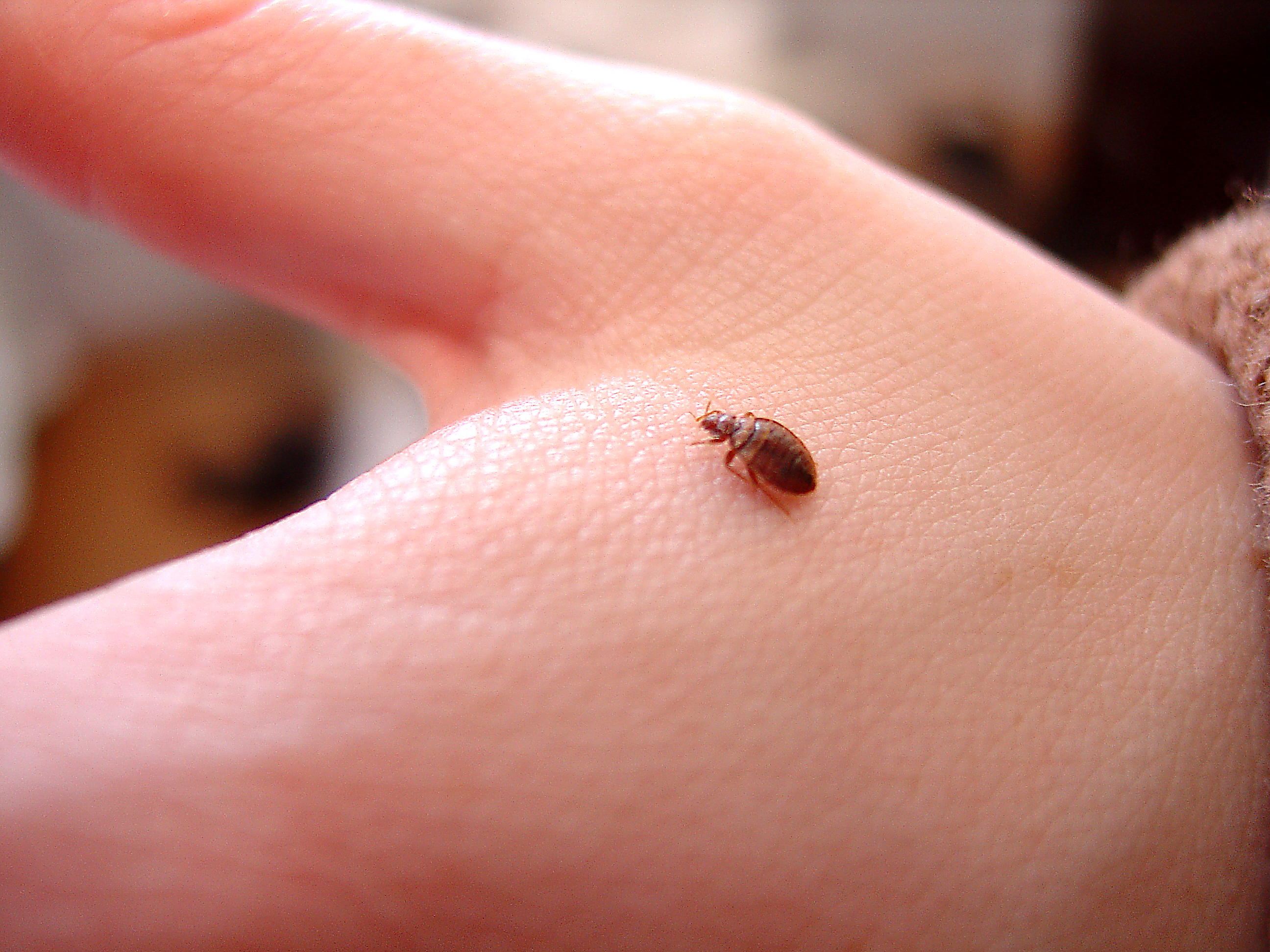 Direct Spraying (Bedbugs Treatment)
