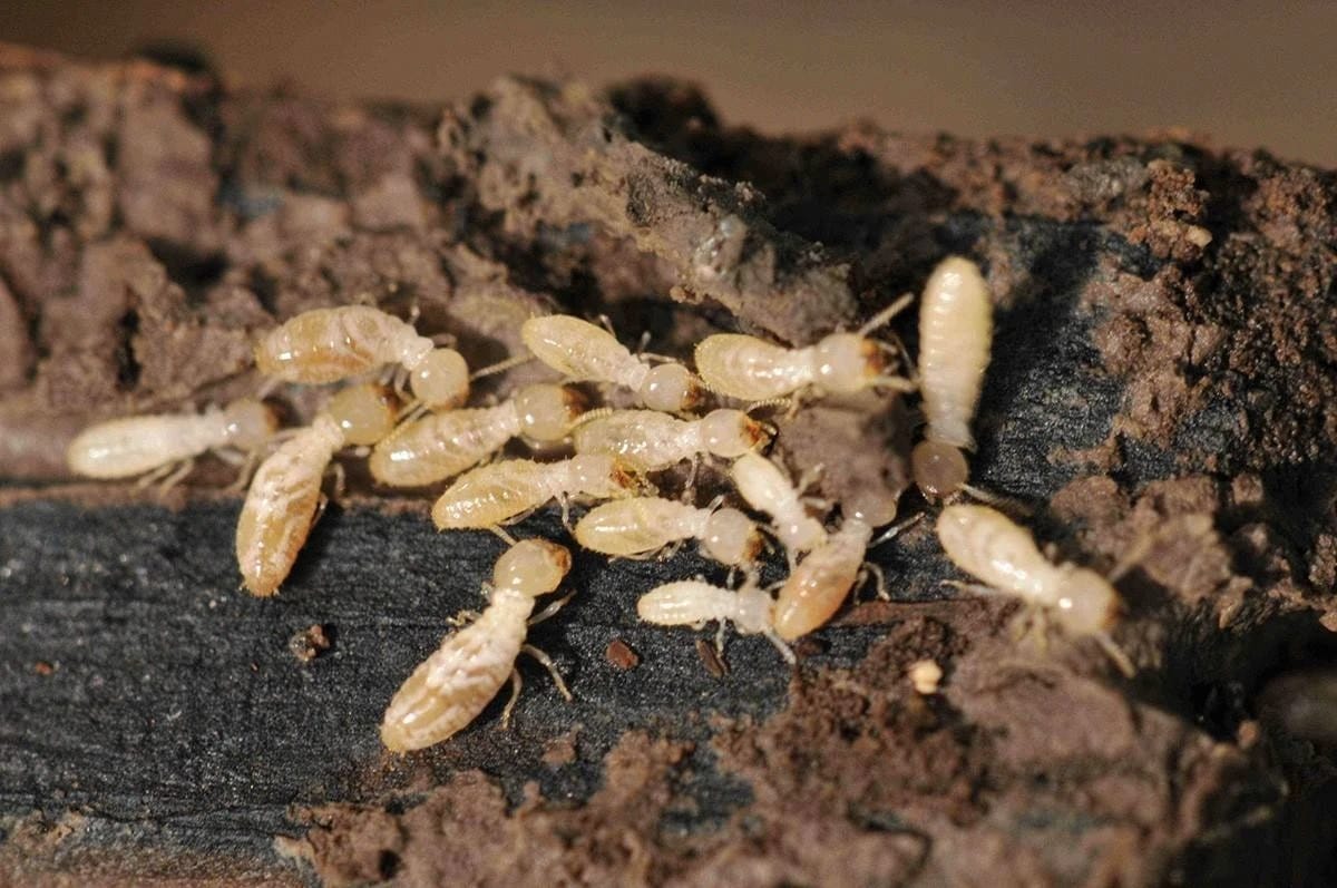 Termite Baiting System (Semi-D House)