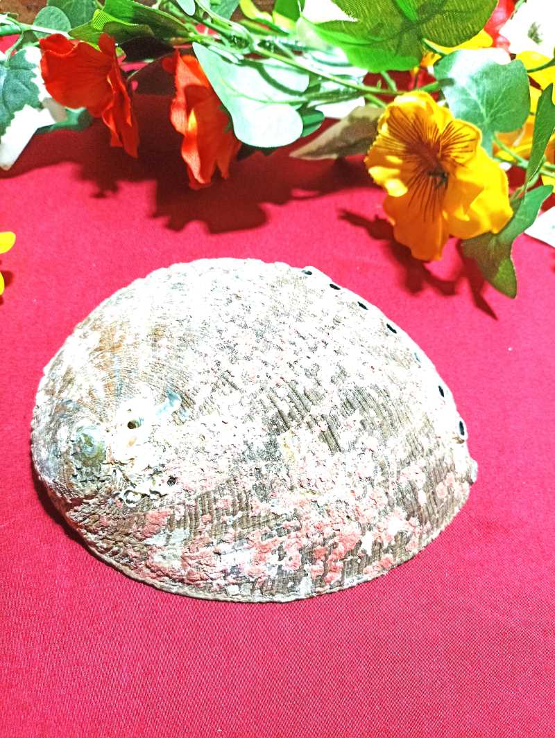 Grande conque filetée en ormeau