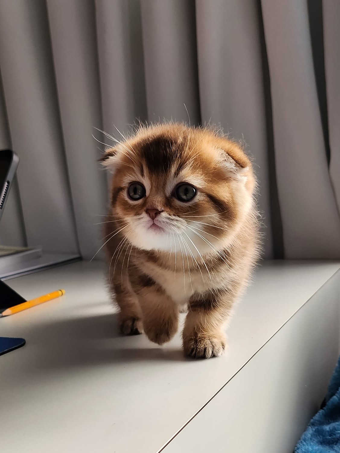 Scottish Fold mâle