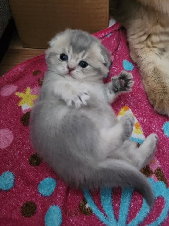 Scottish Fold femelle