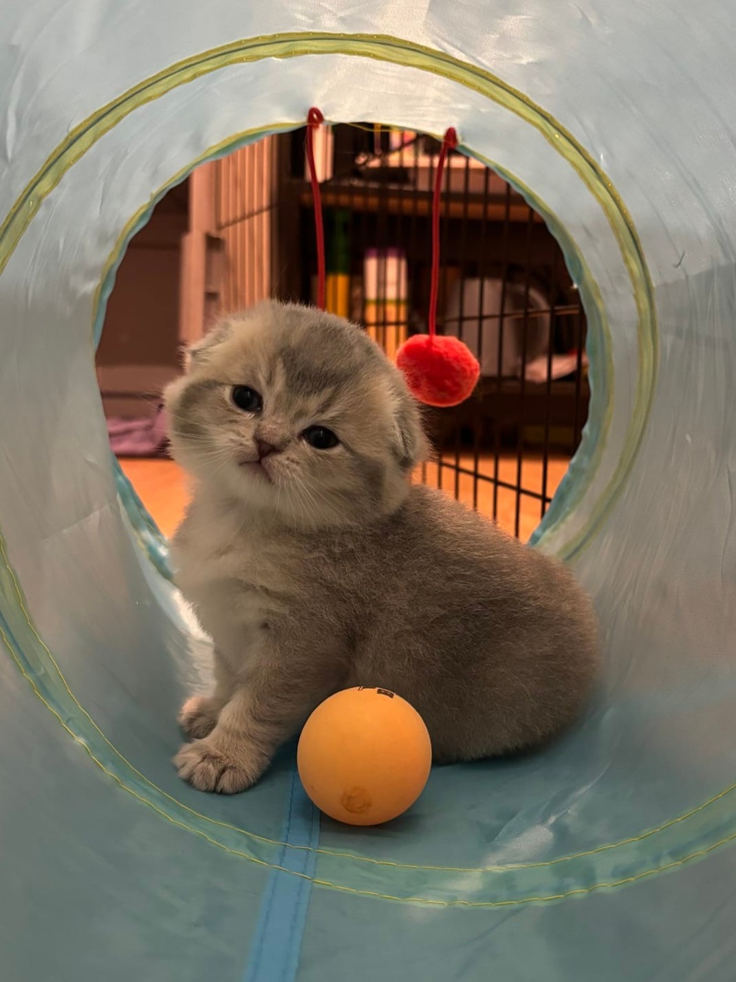 Scottish Fold femelle