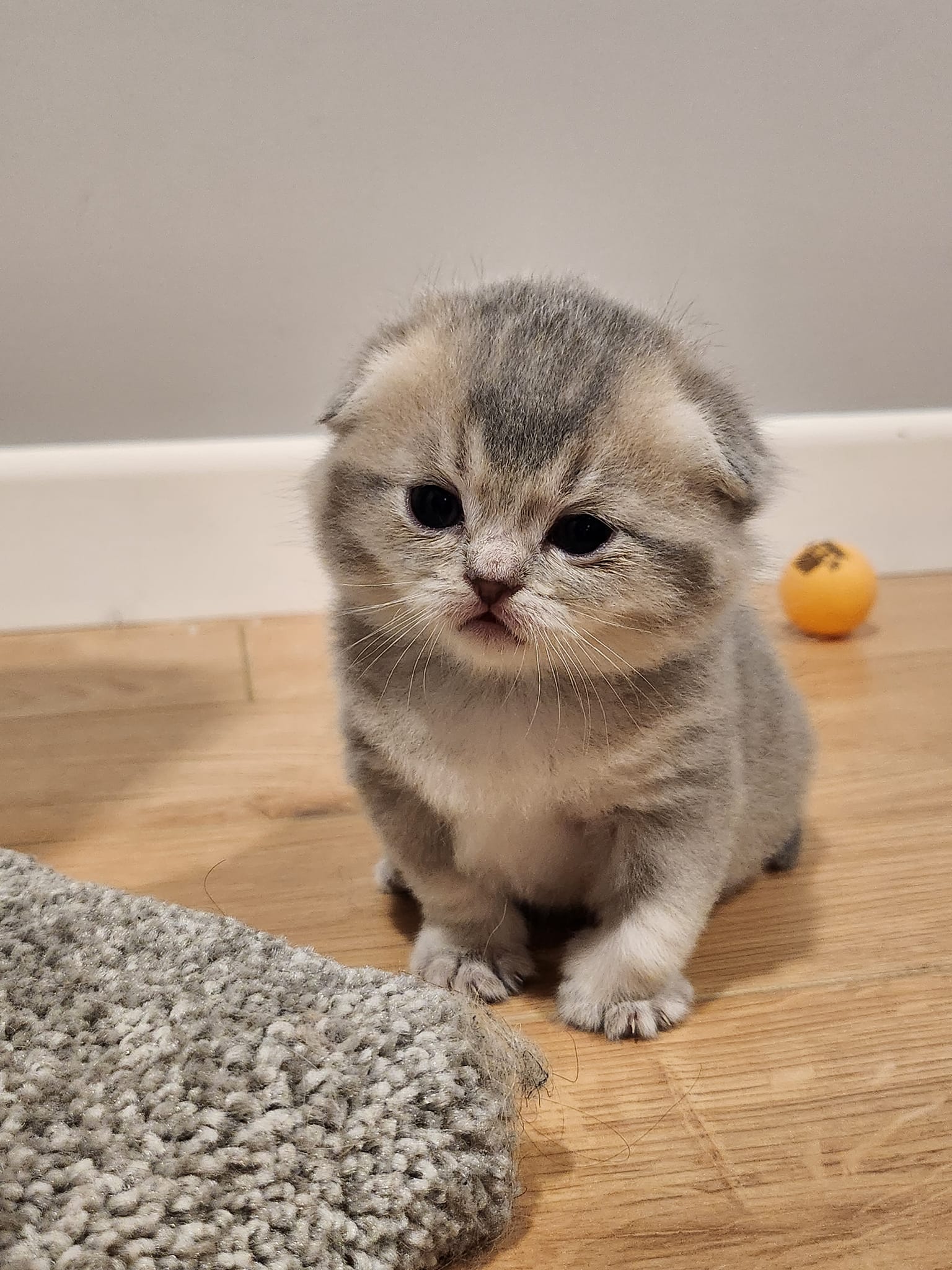 Scottish Fold femelle