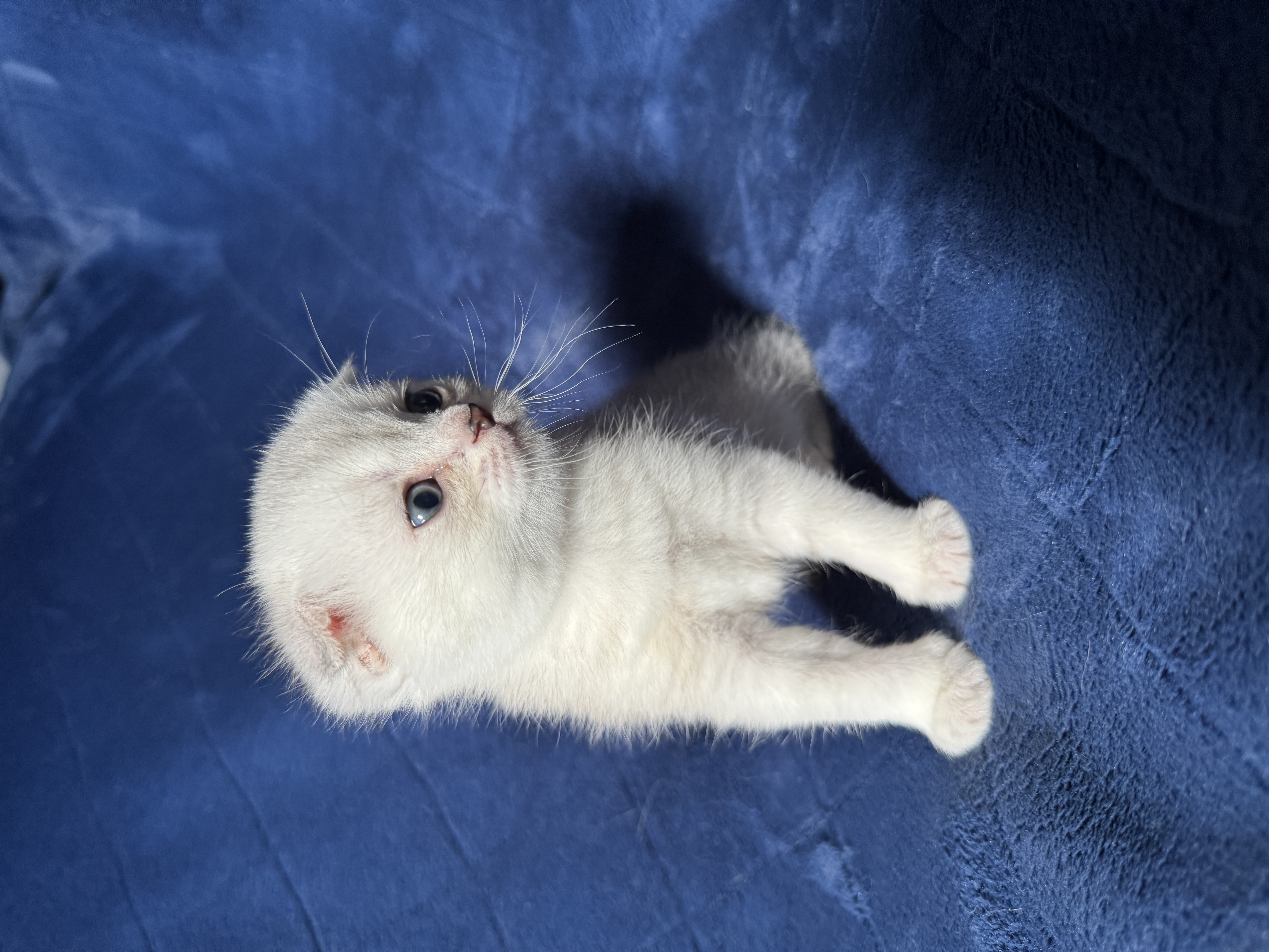 Scottish Fold mâle