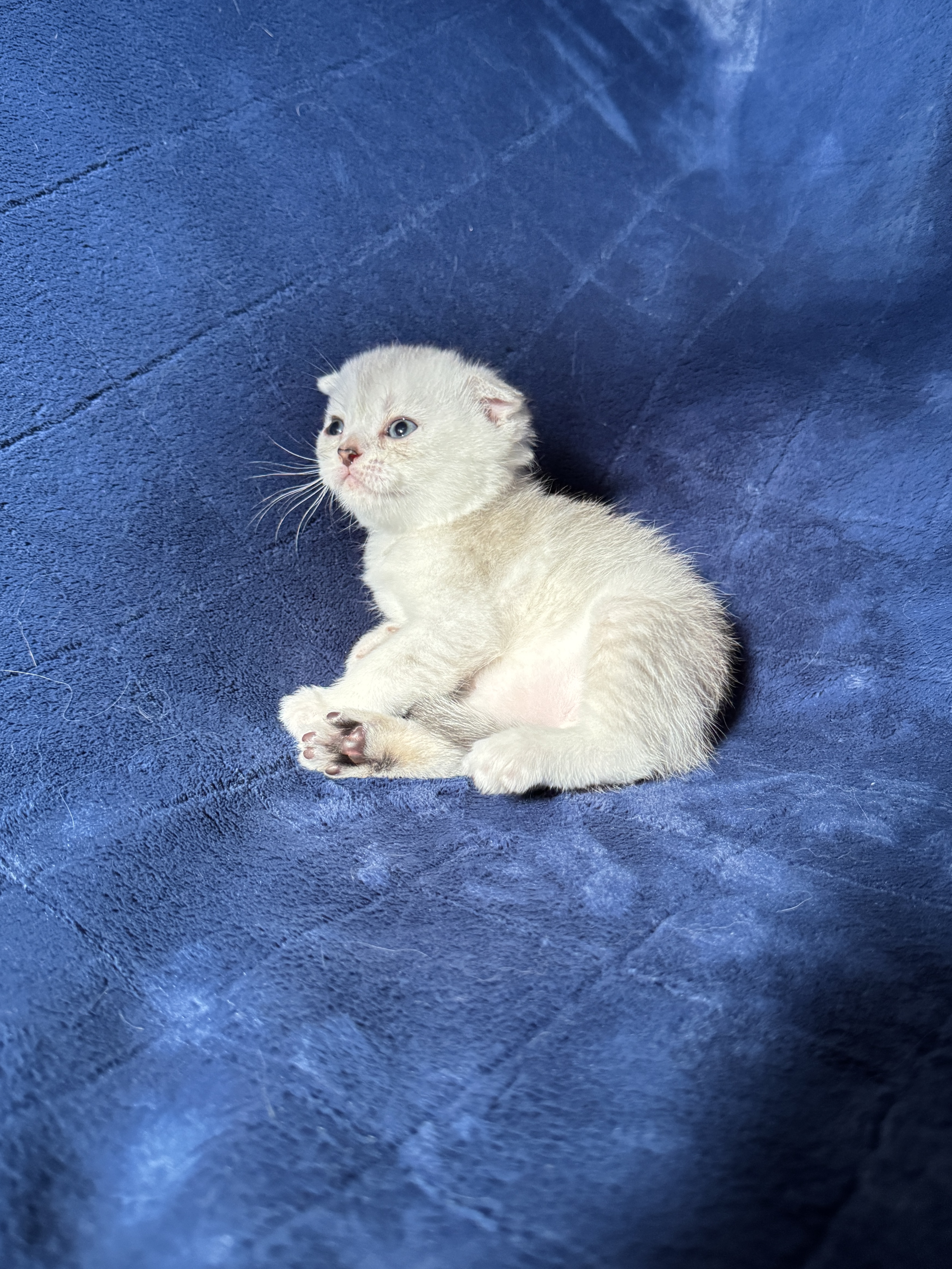 Scottish Fold mâle