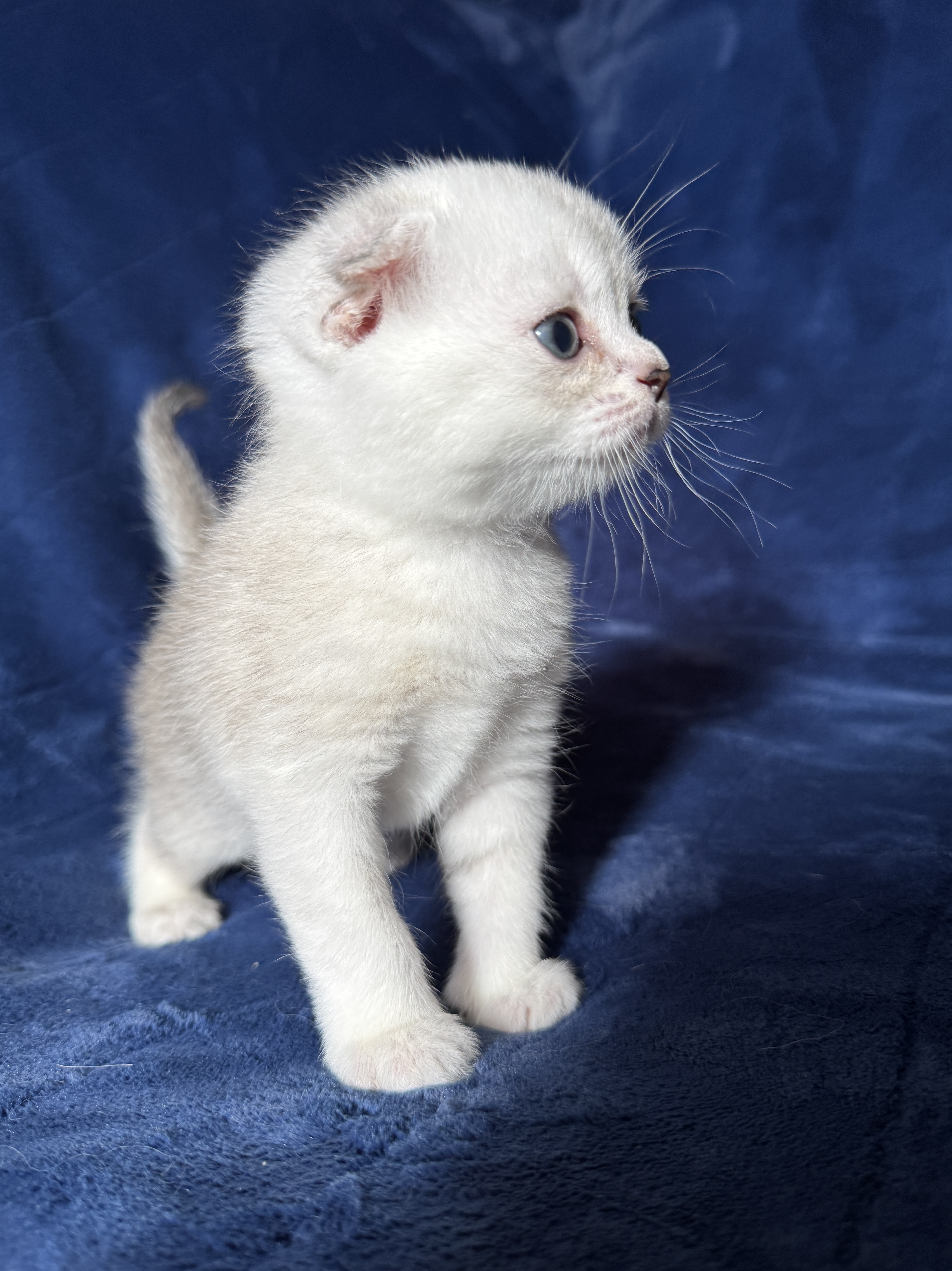 Scottish Fold mâle