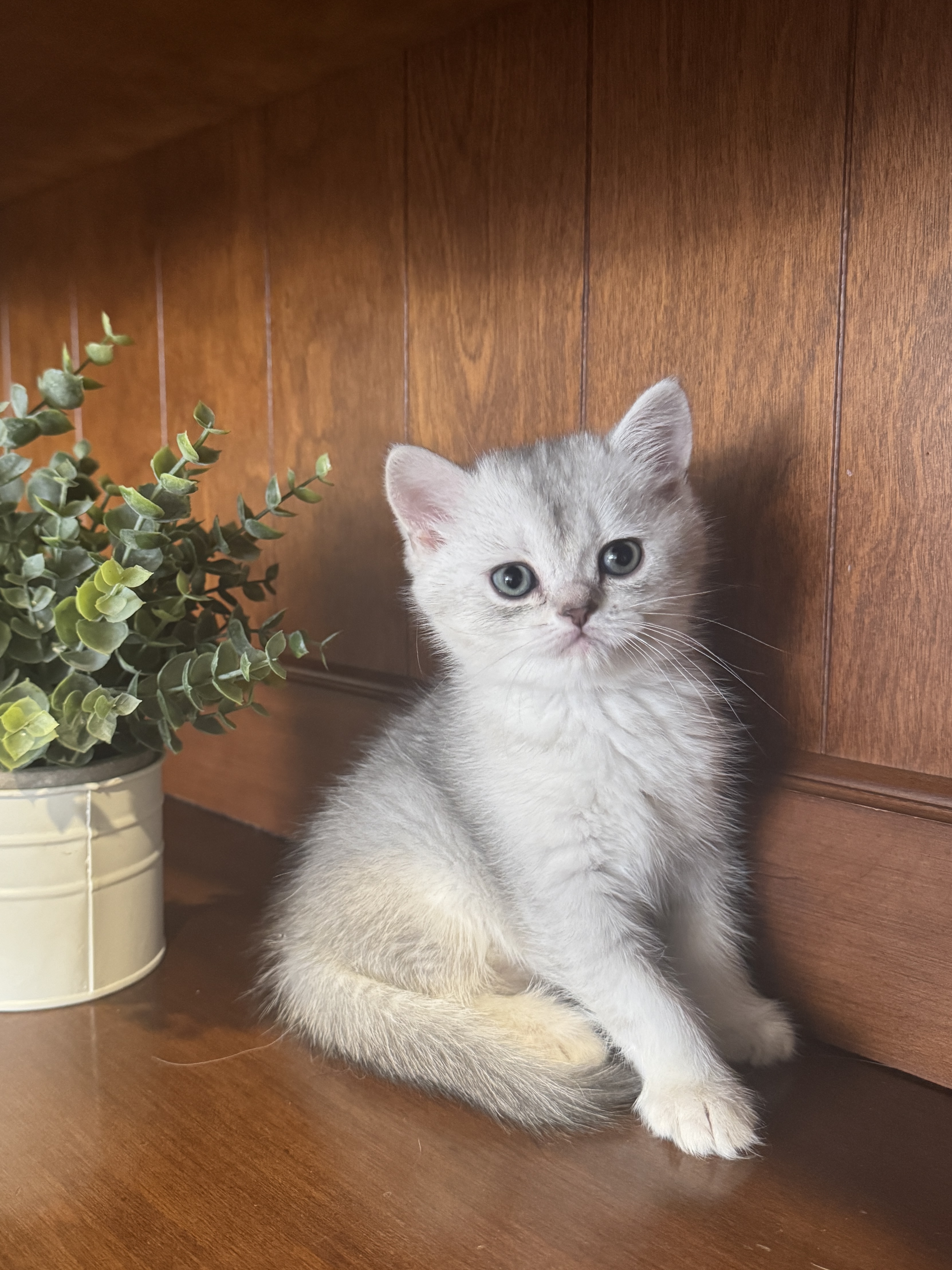 Scottish Straight mâle