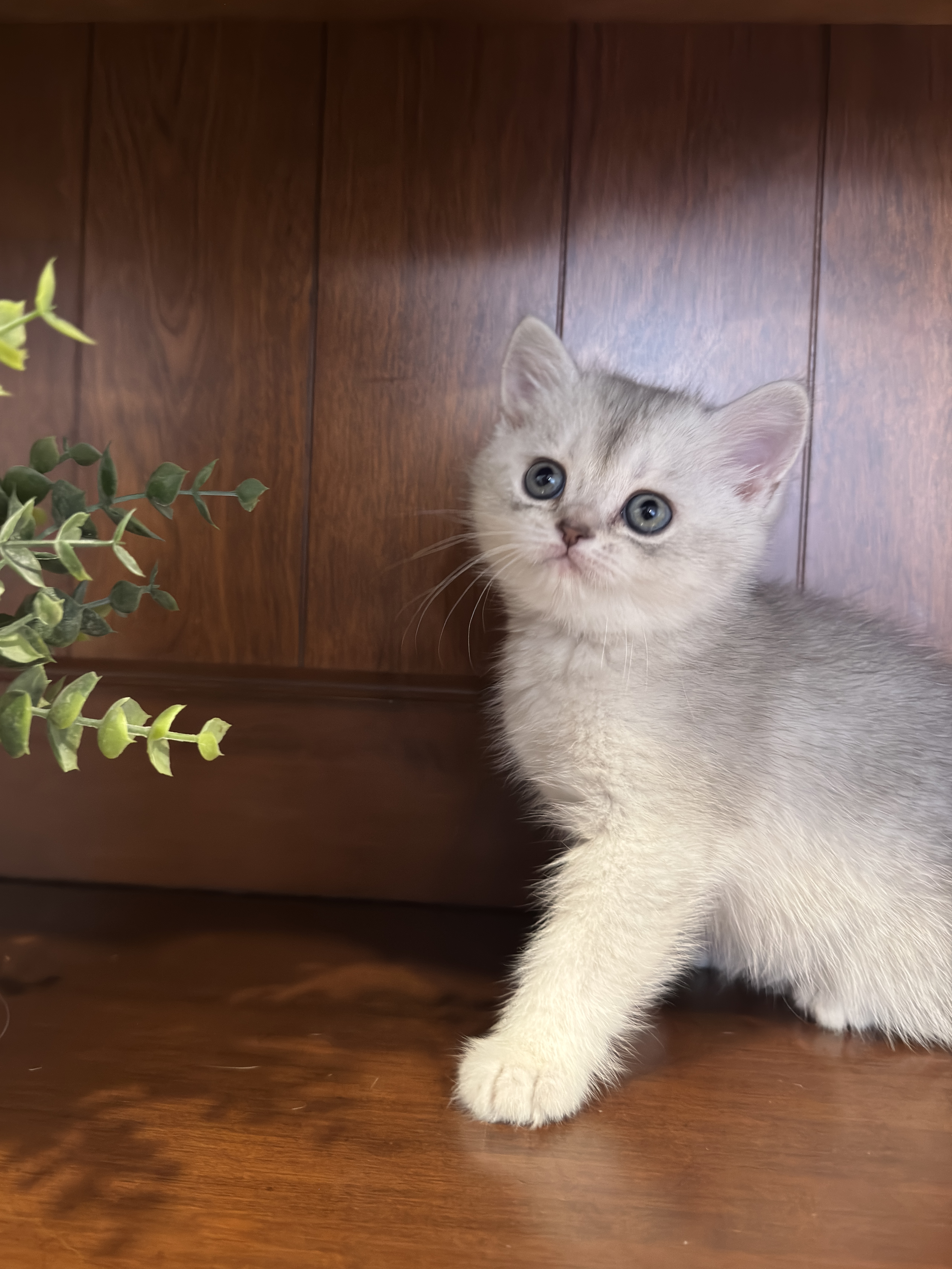 Scottish Straight mâle