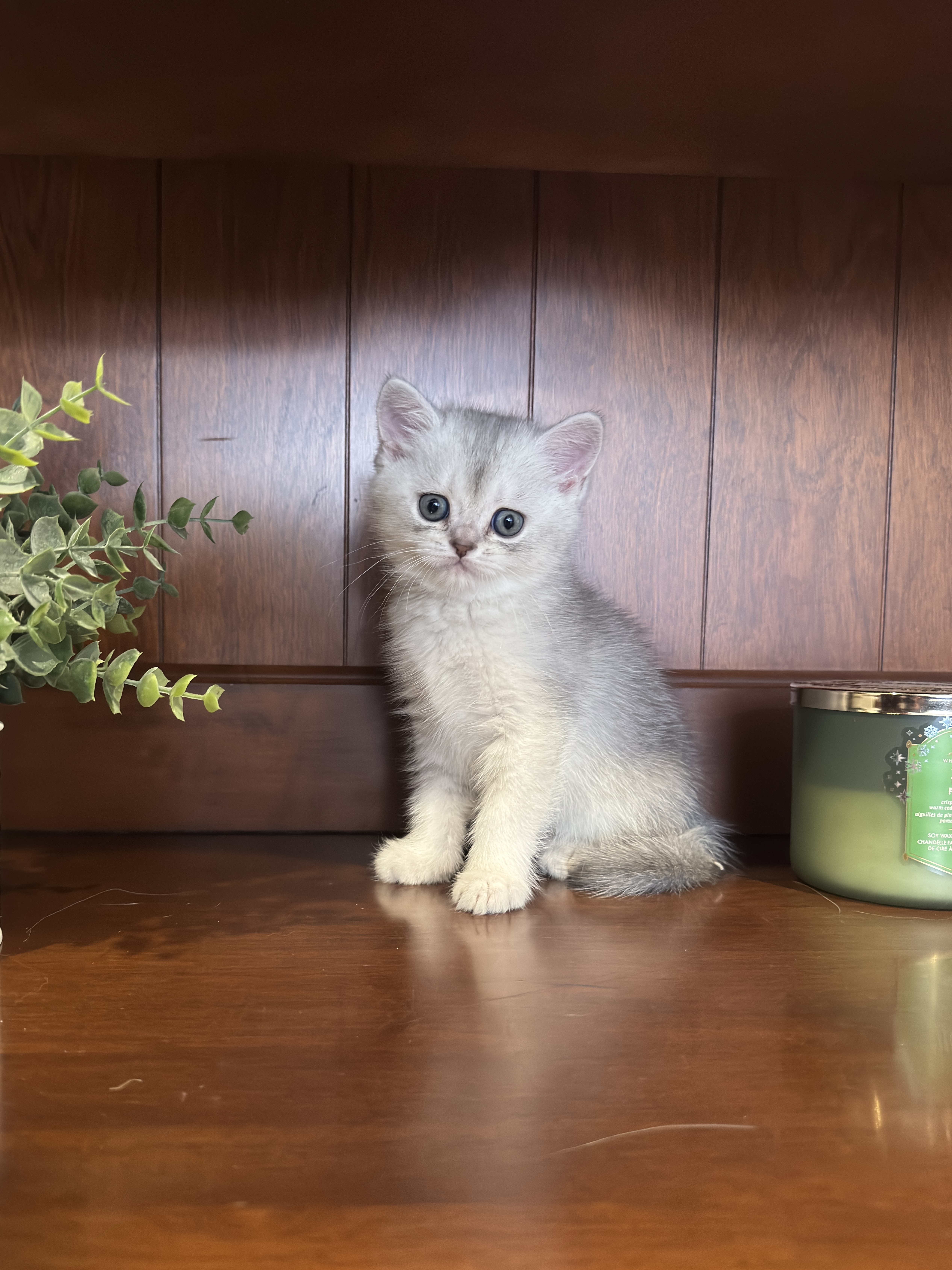 Scottish Straight mâle