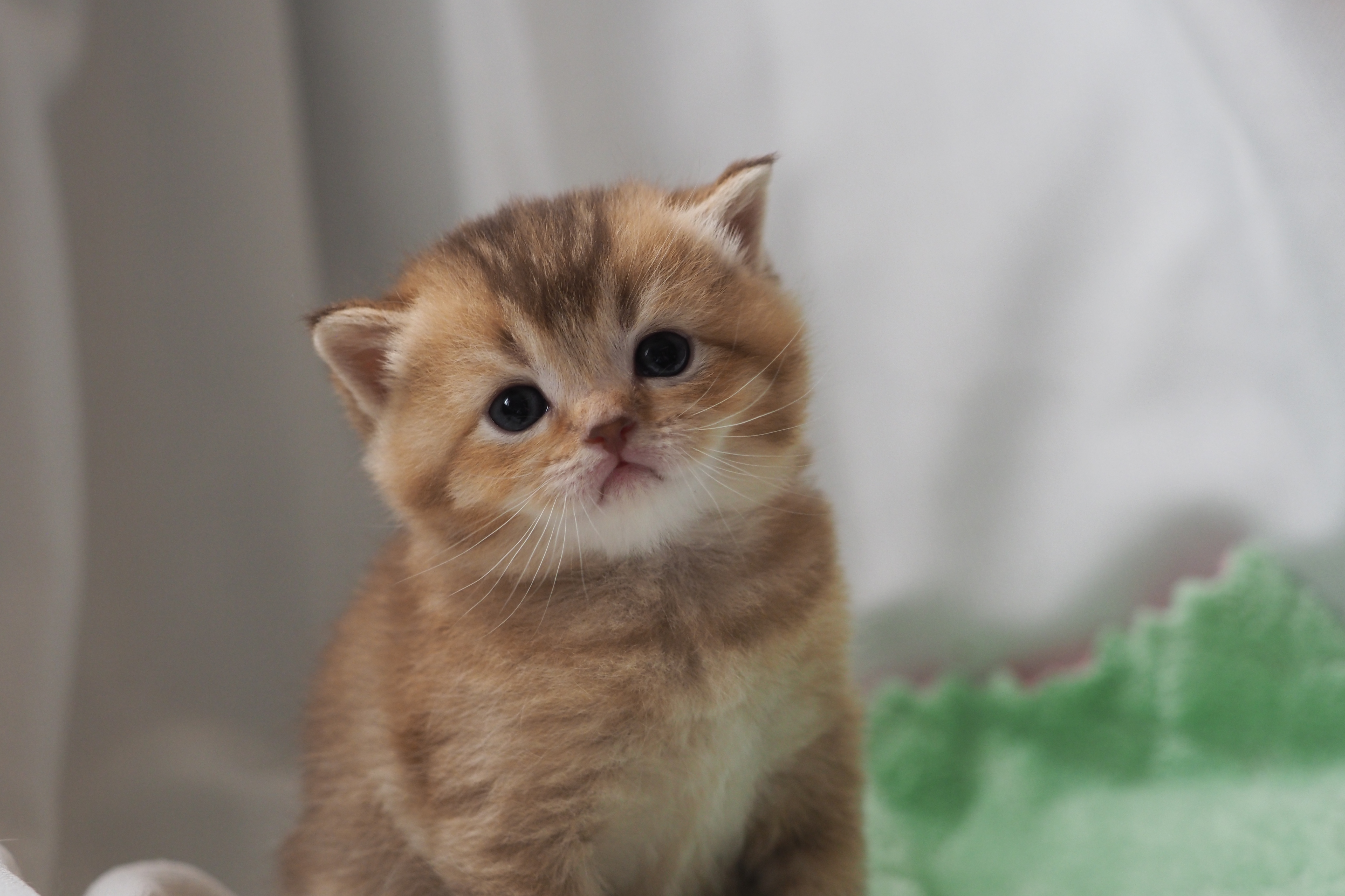 Scottish Straight mâle