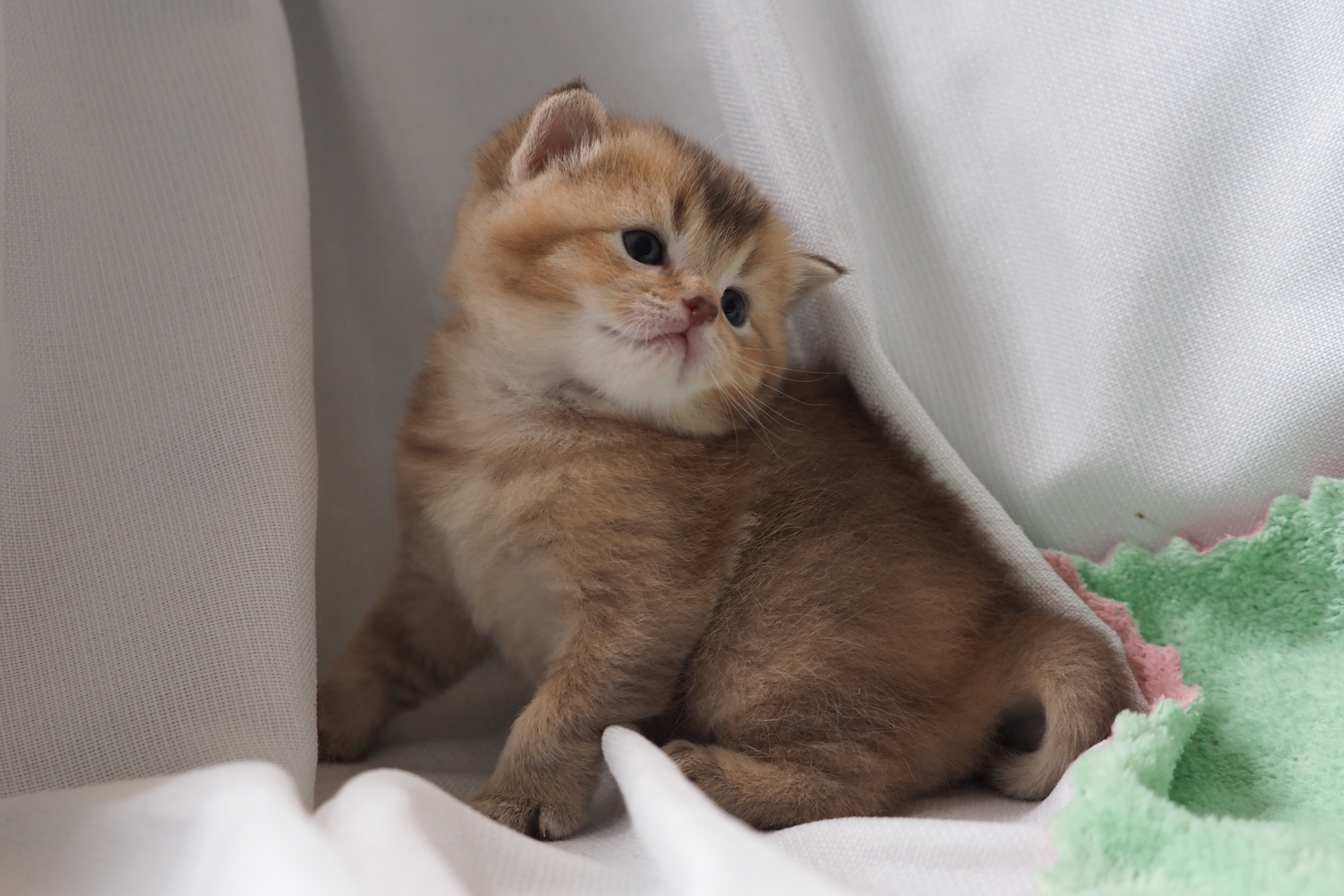 Scottish Straight mâle