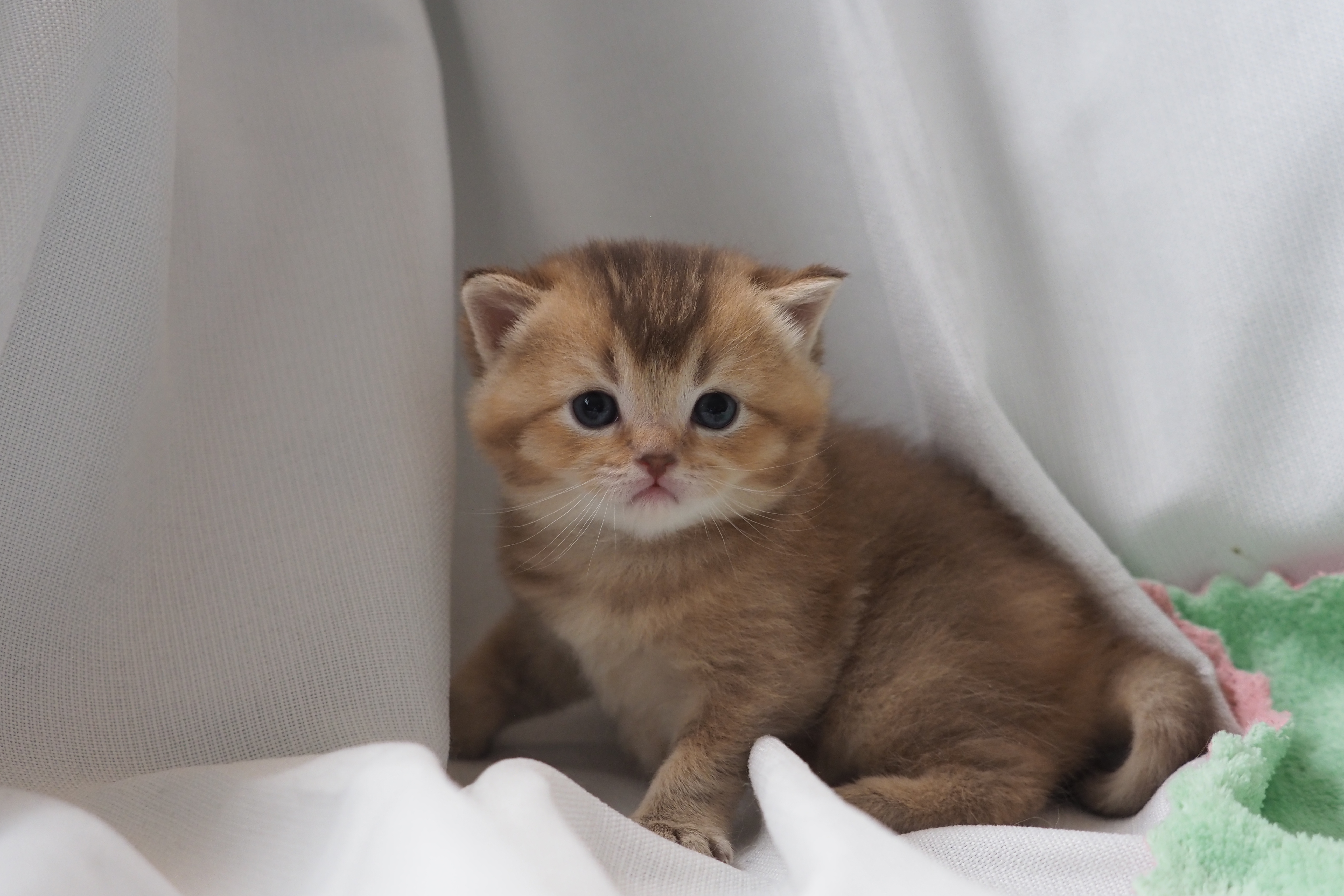 Scottish Straight mâle