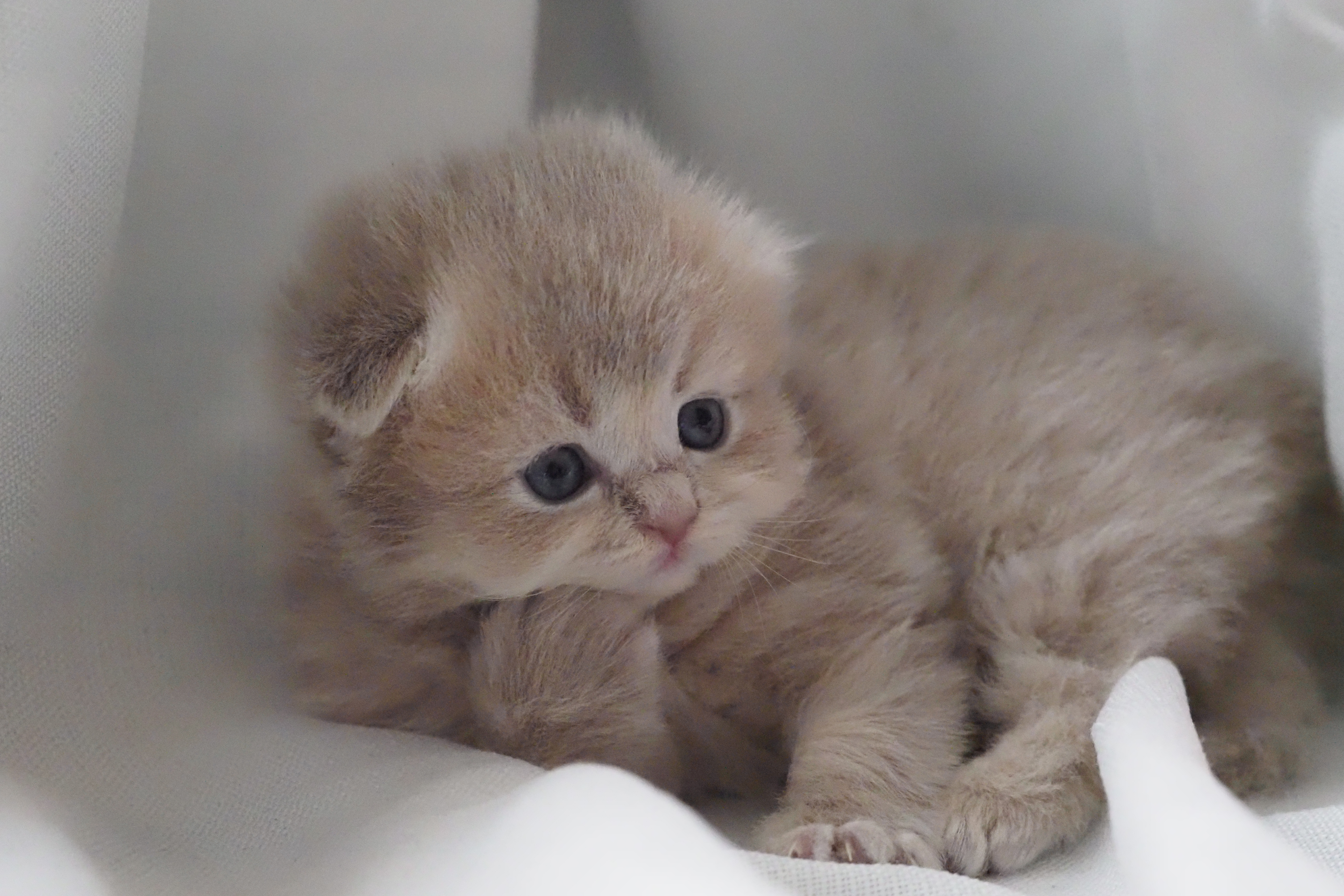 Scottish Fold femelle