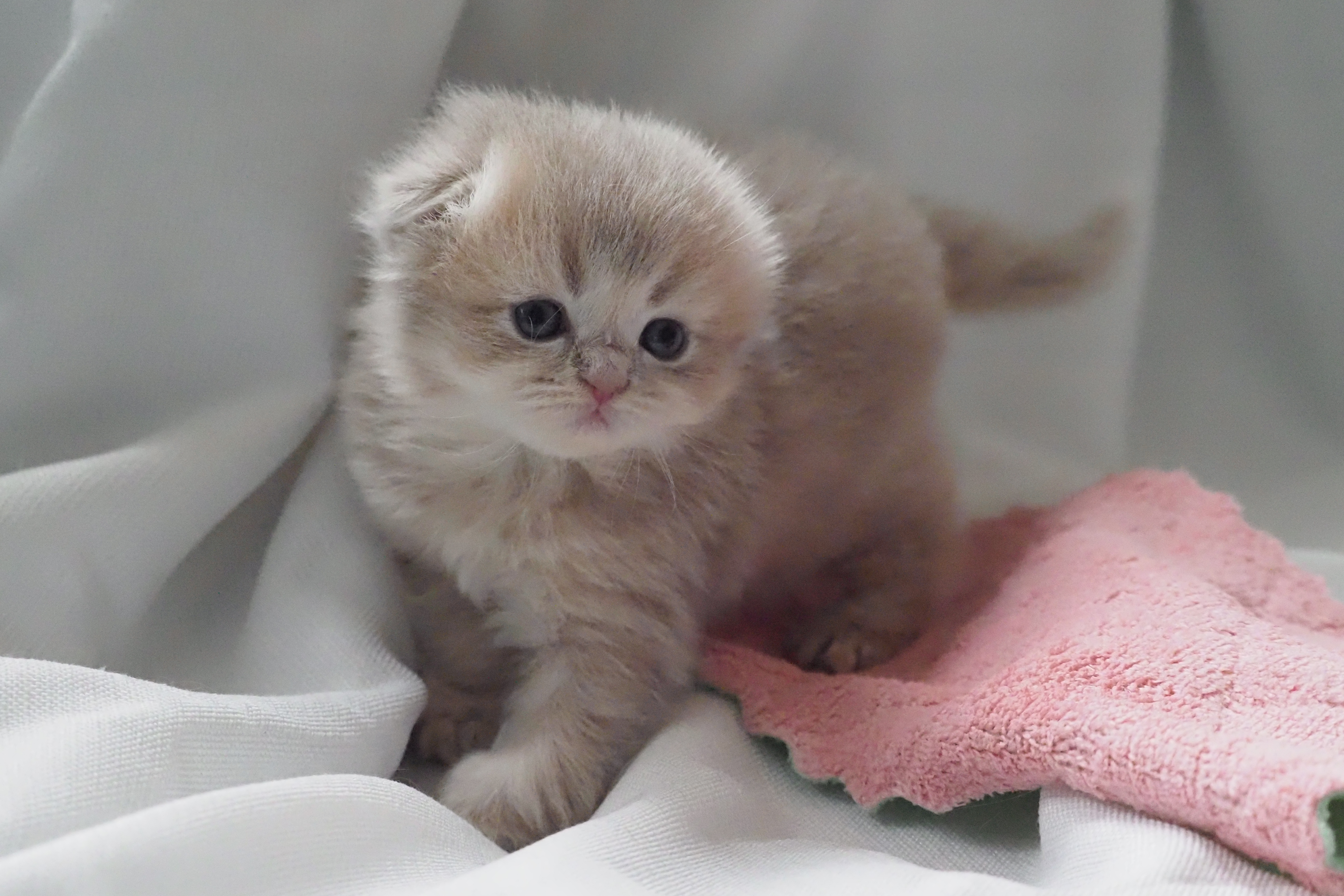 Scottish Fold femelle