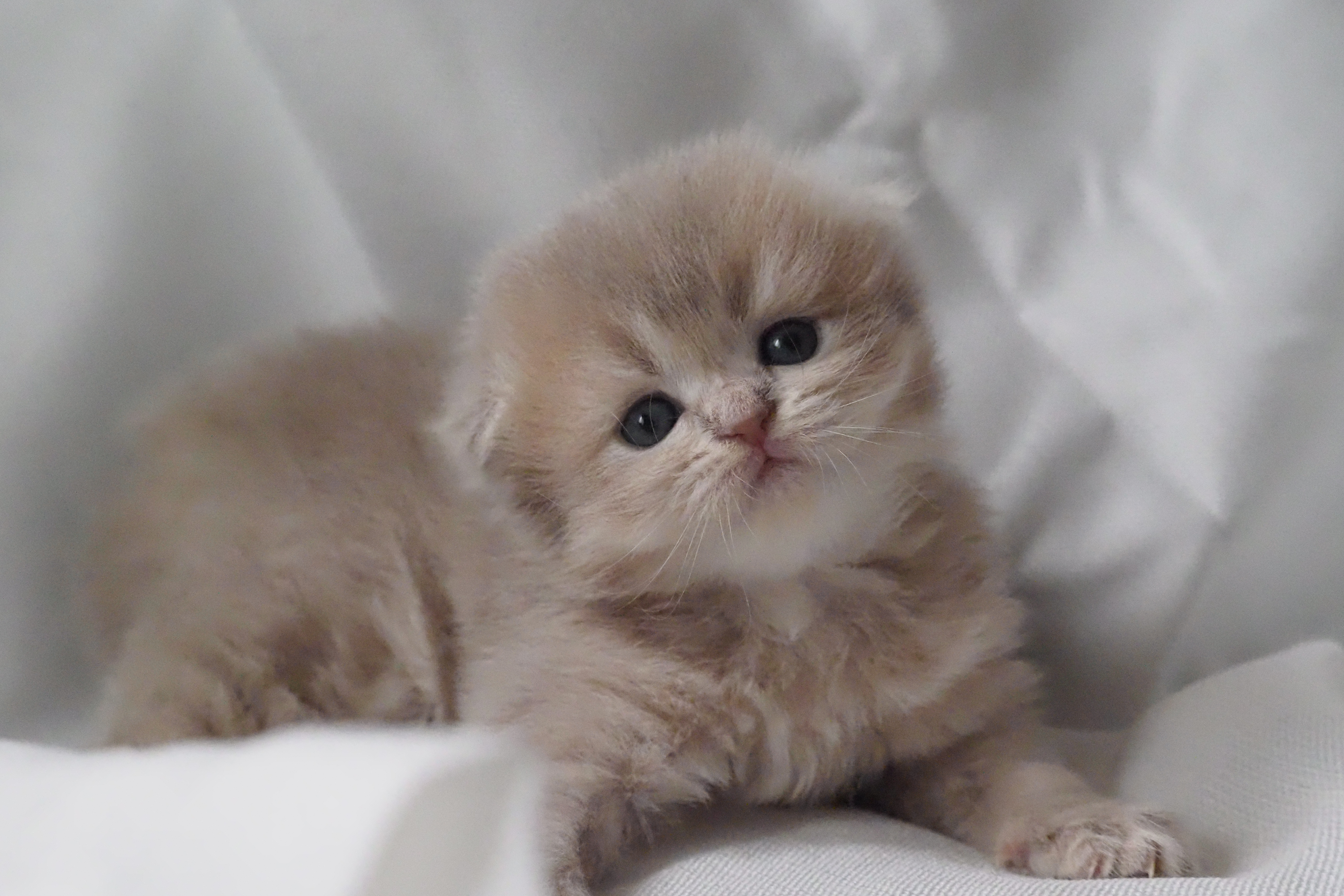 Scottish Fold femelle