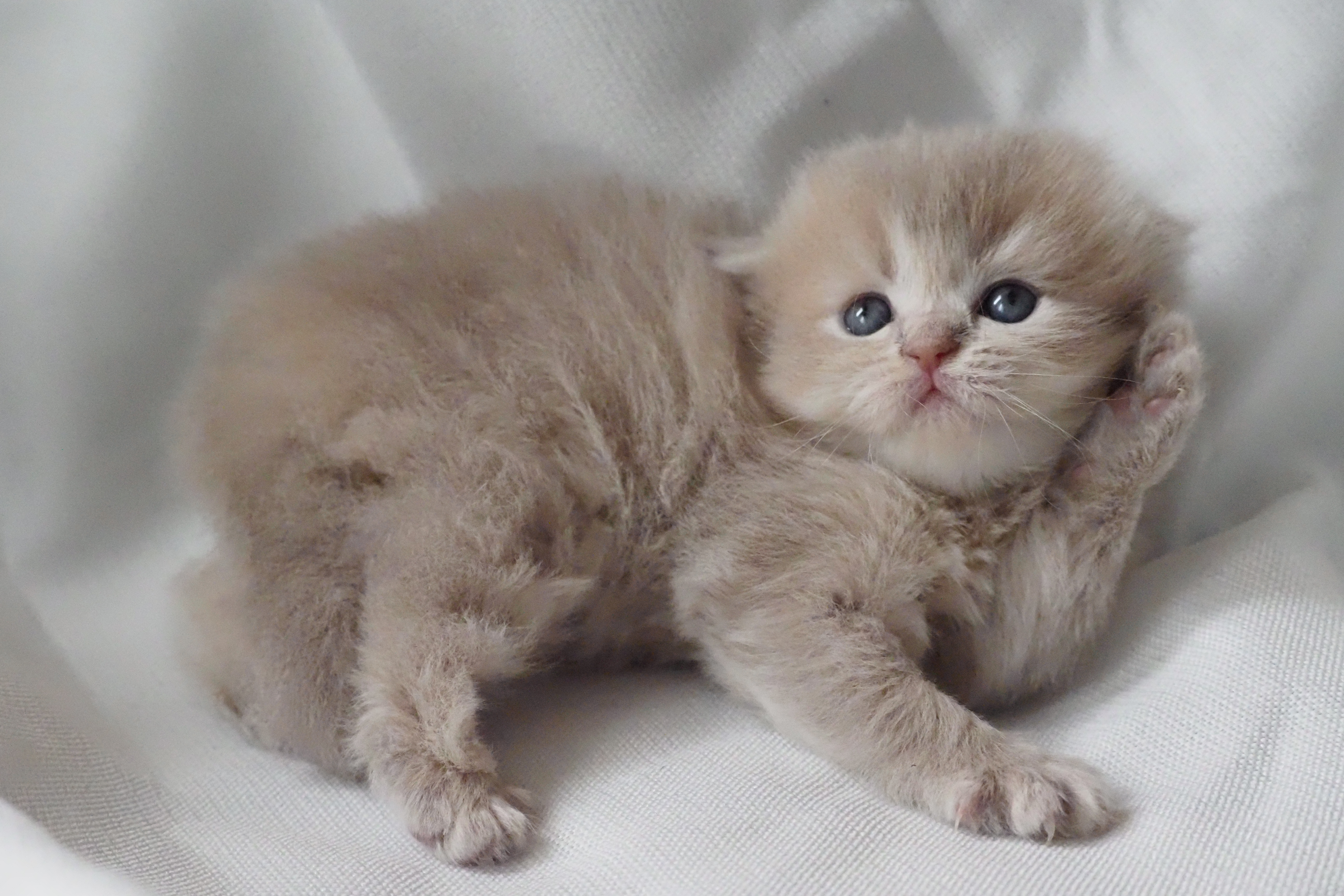 Scottish Fold femelle