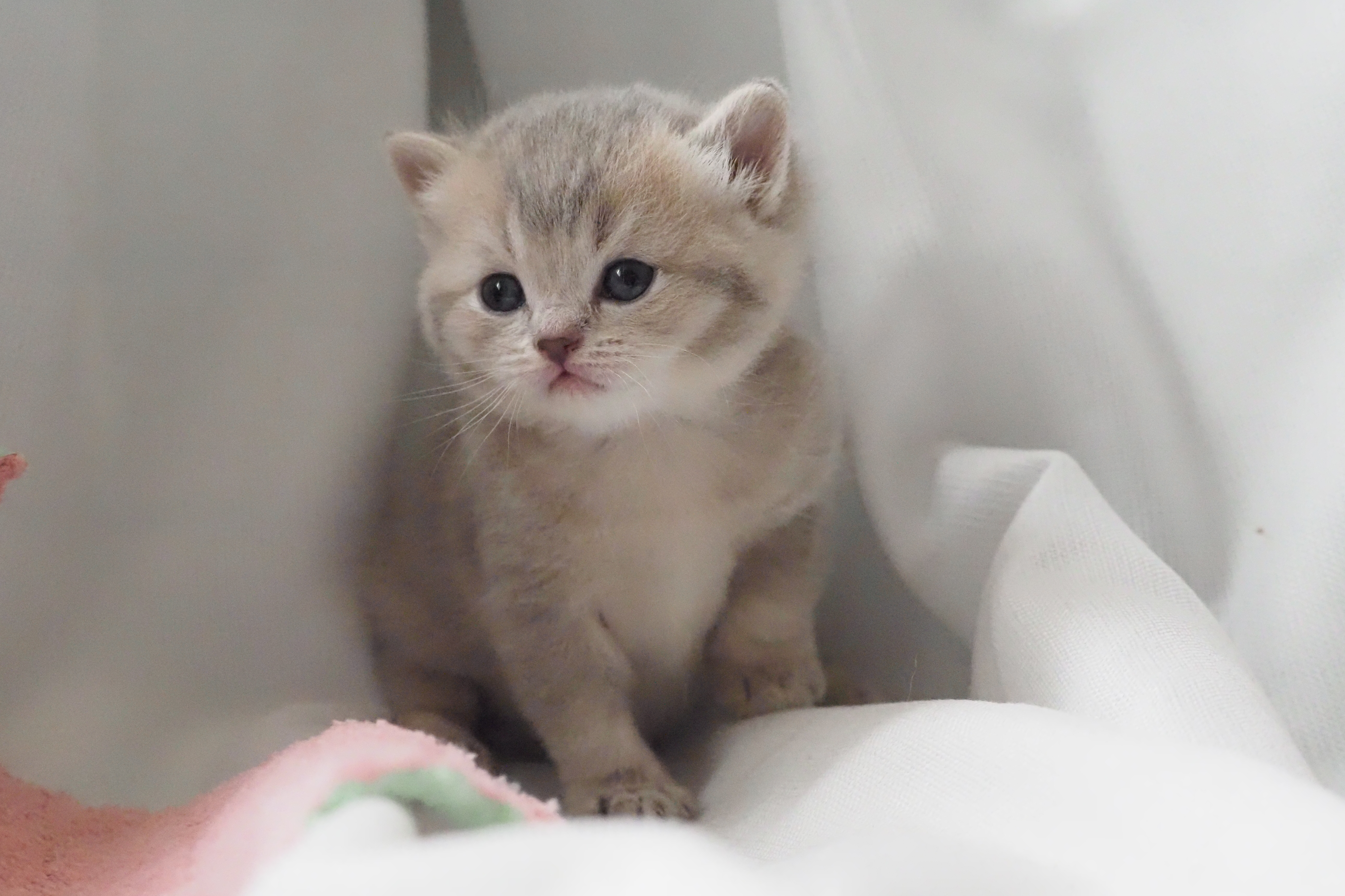 Scottish Straight mâle