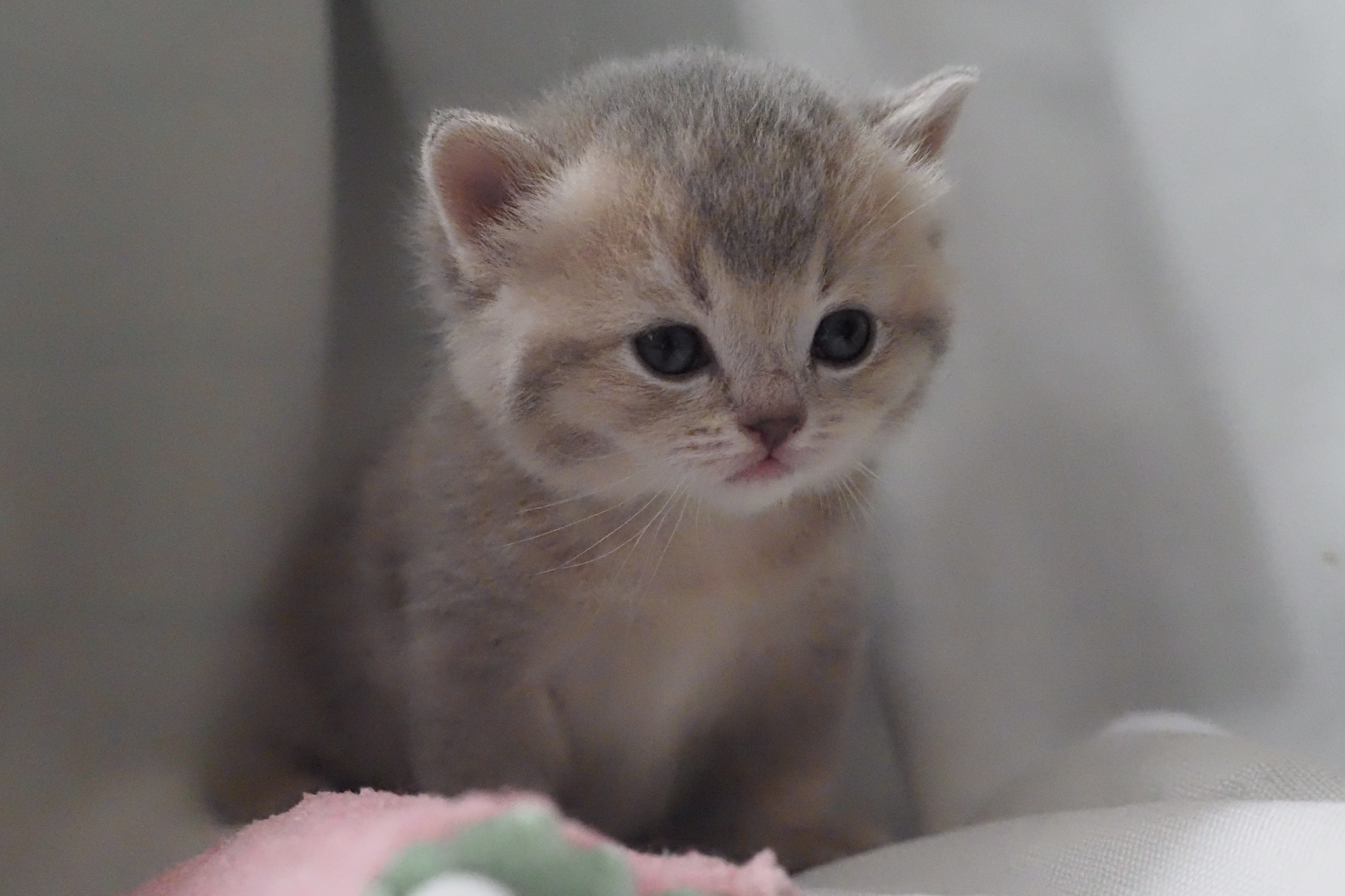 Scottish Straight mâle