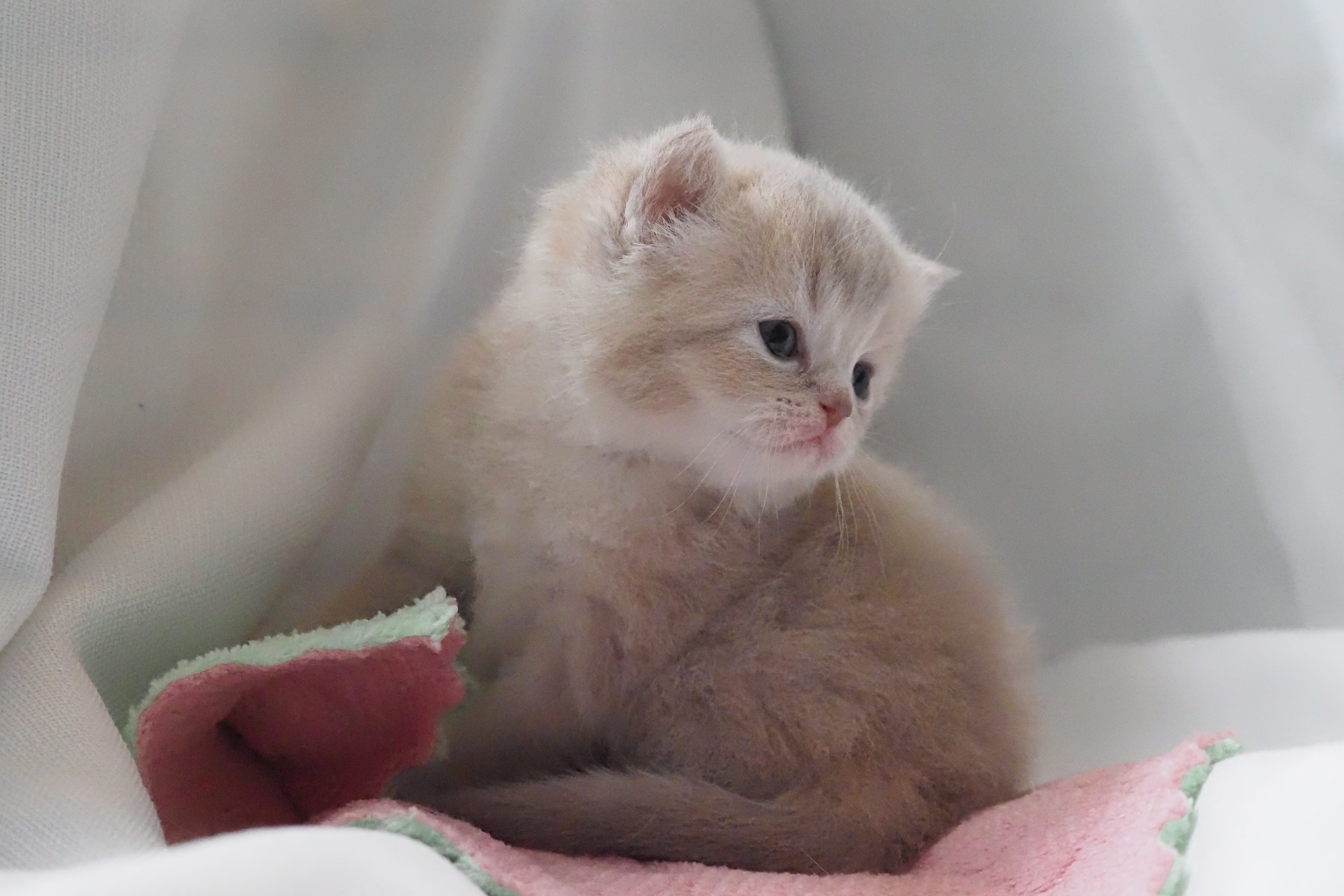 Scottish Straight femelle