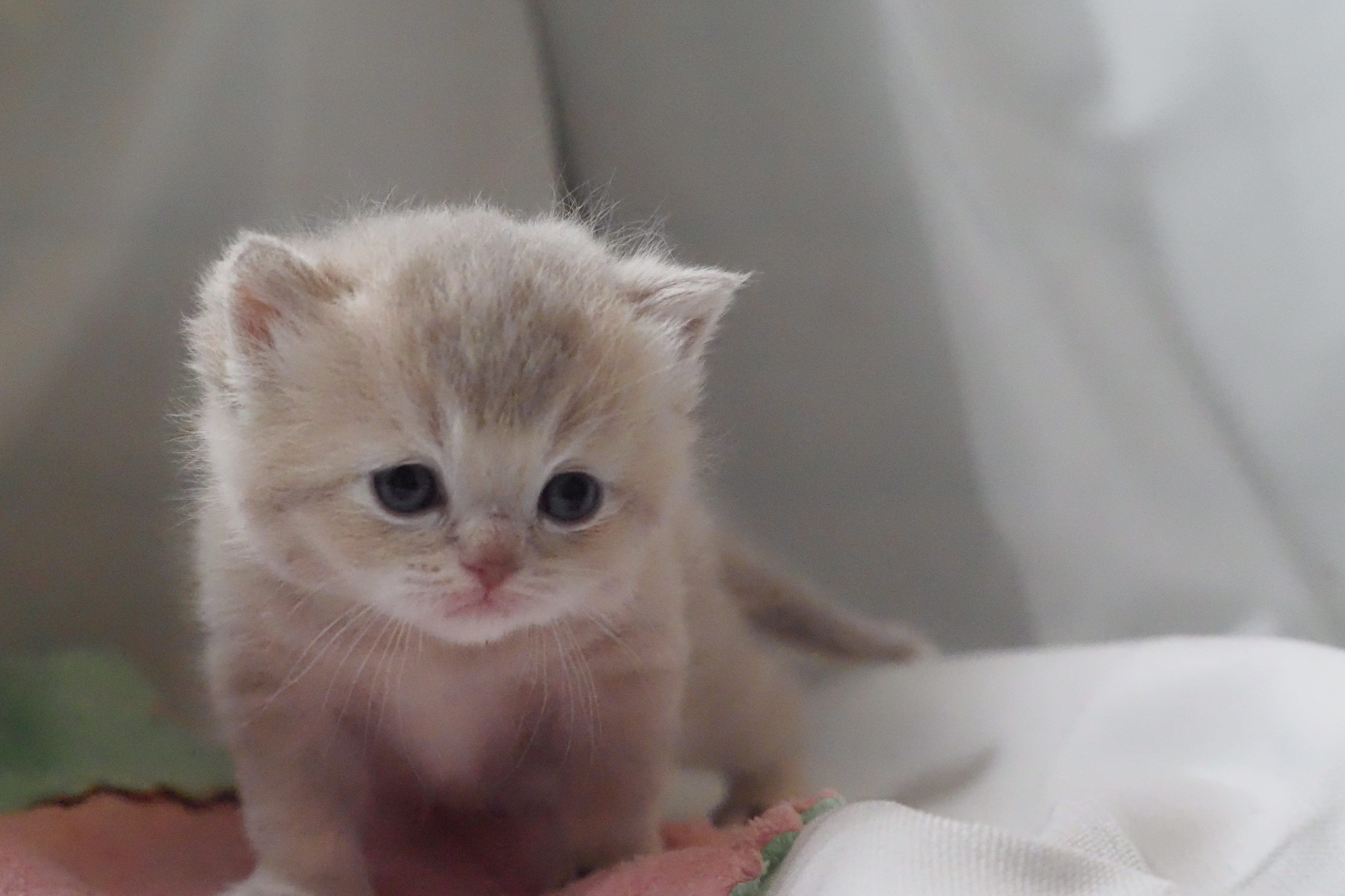 Scottish Straight femelle