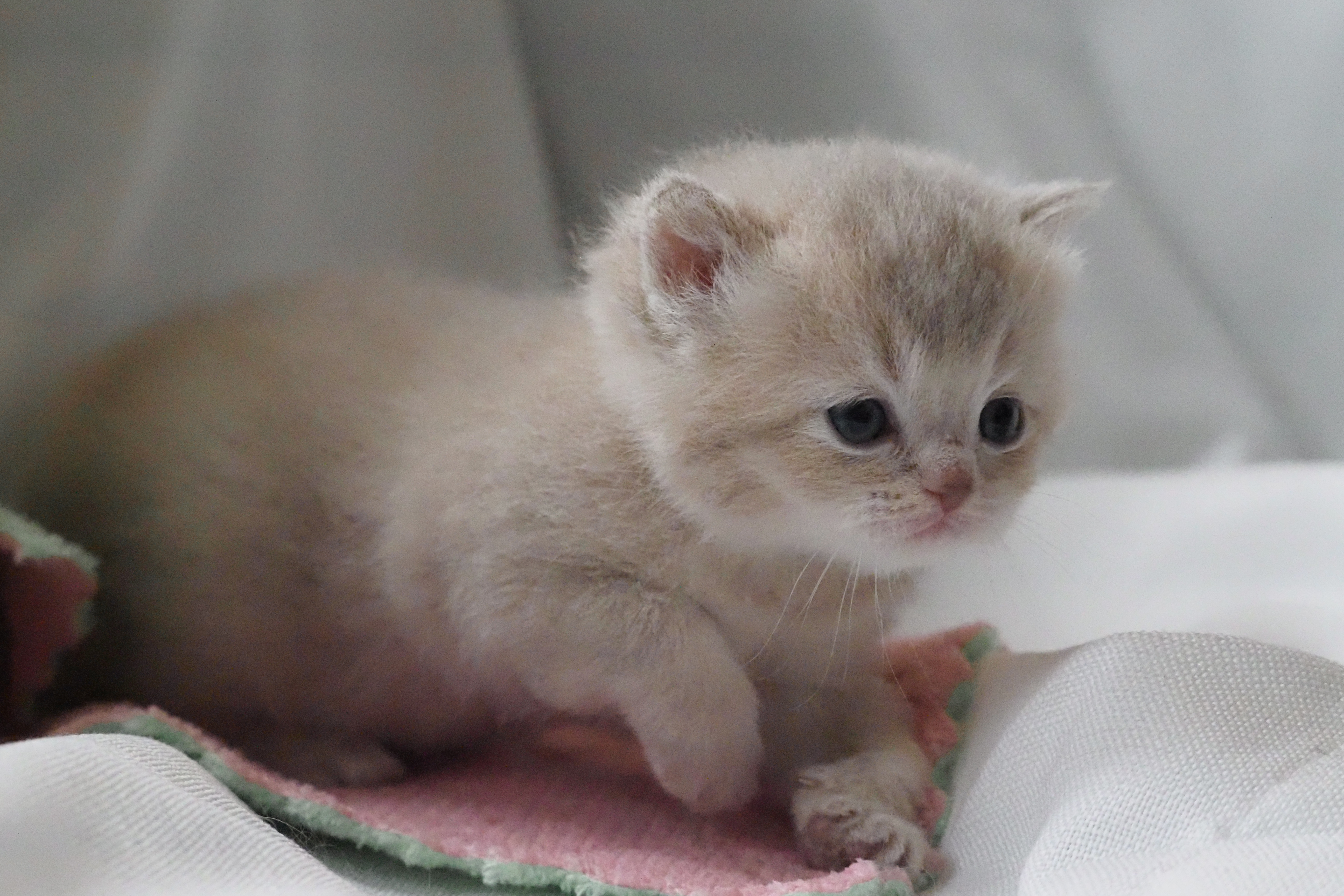 Scottish Straight femelle