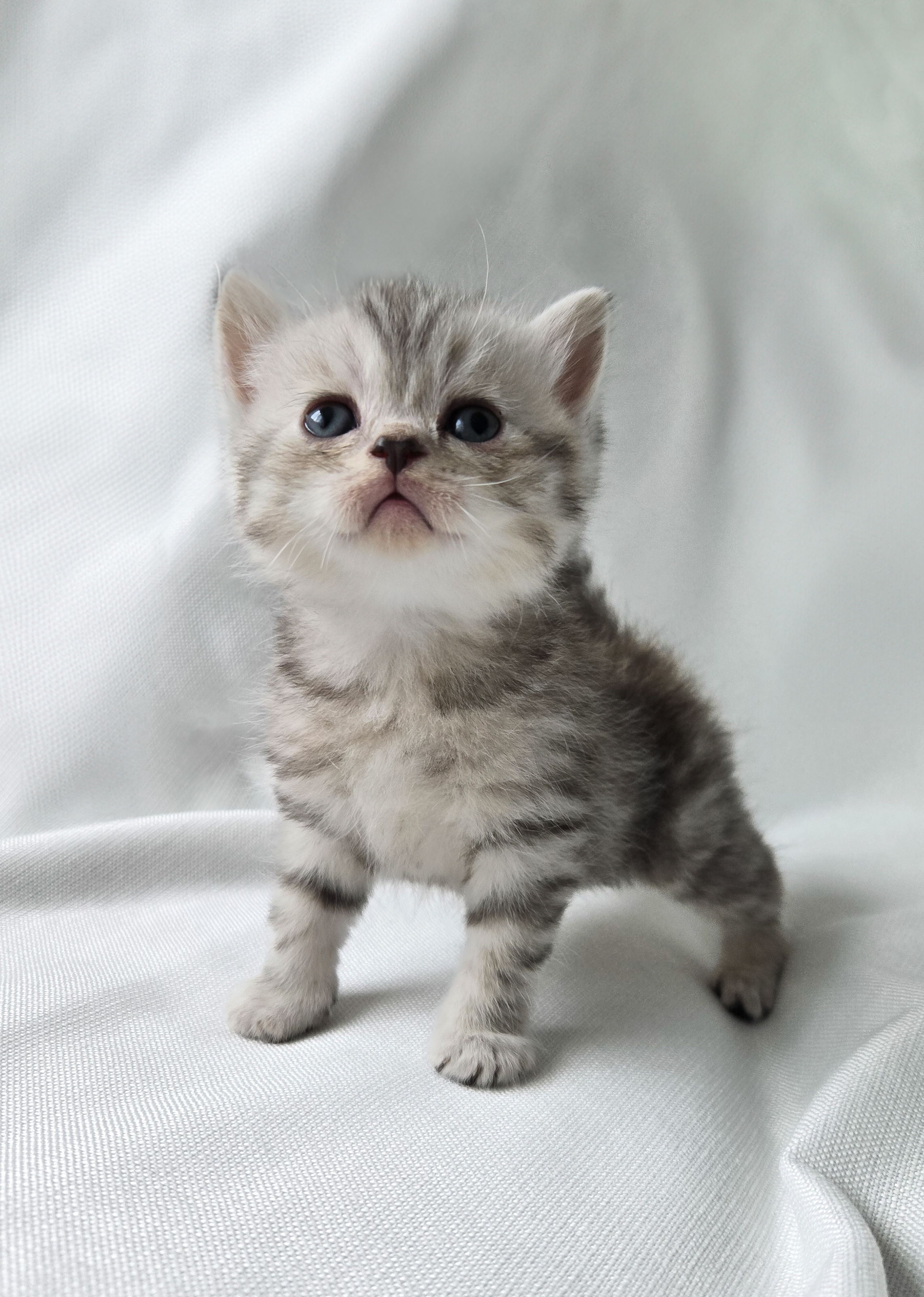 Scottish Straight mâle Tabby Ticked