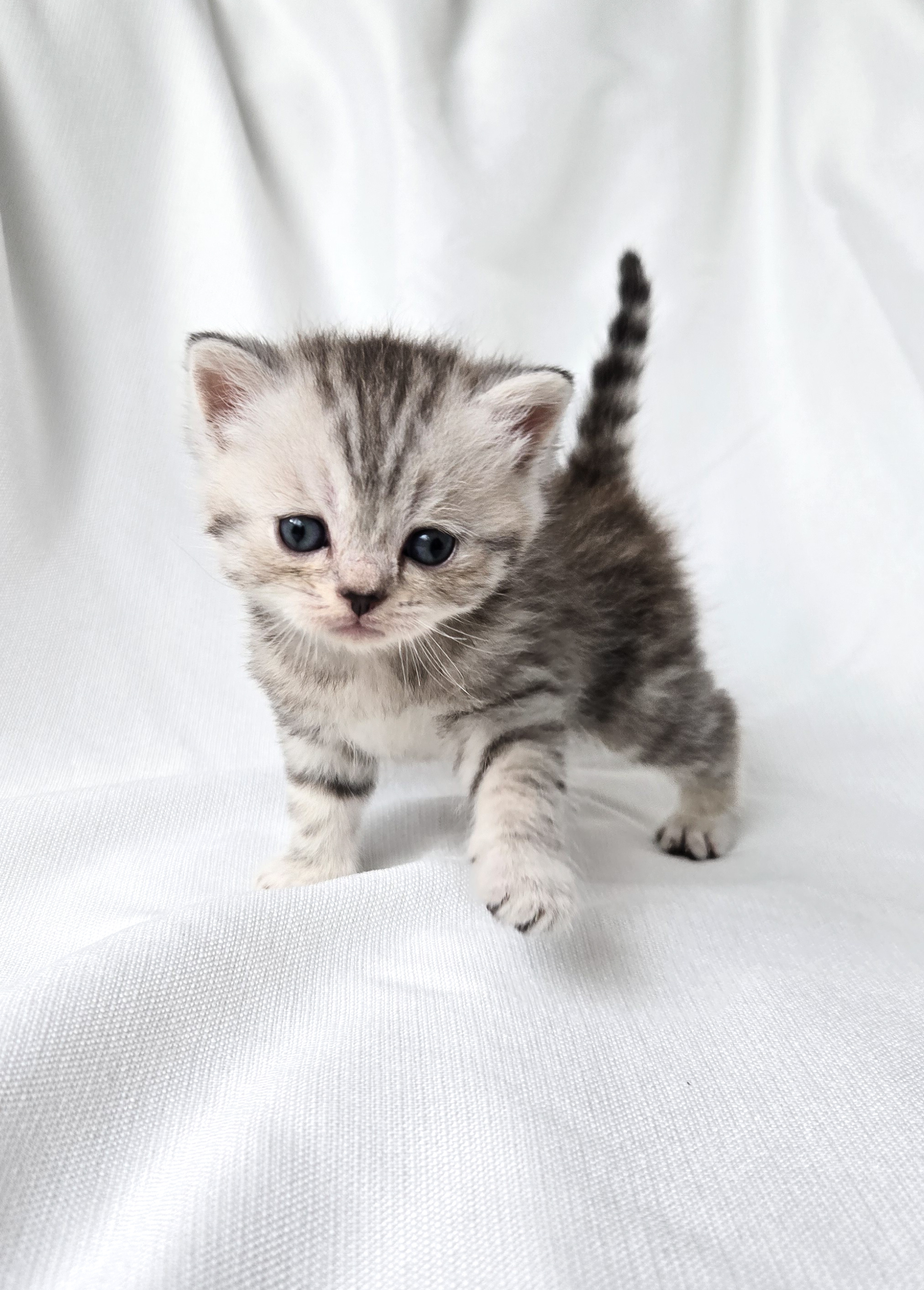 Scottish Straight mâle Tabby Ticked