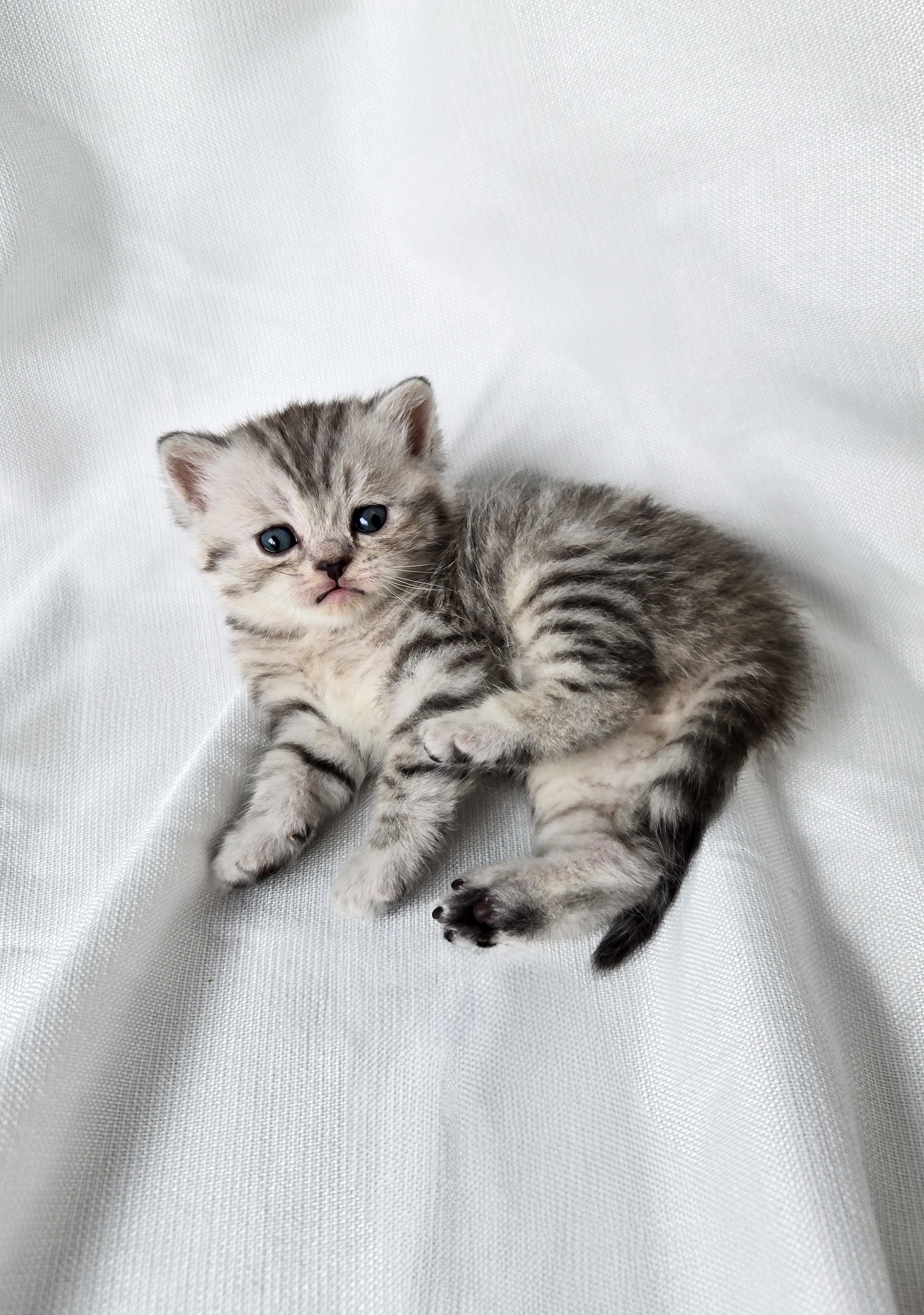 Scottish Straight mâle Tabby Ticked