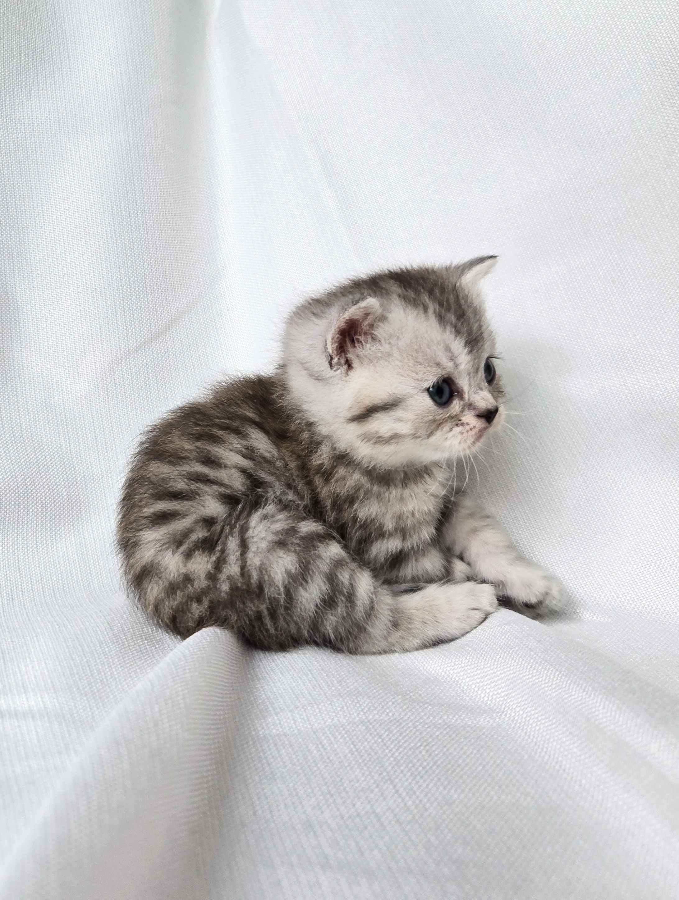 Scottish Straight mâle Tabby Ticked