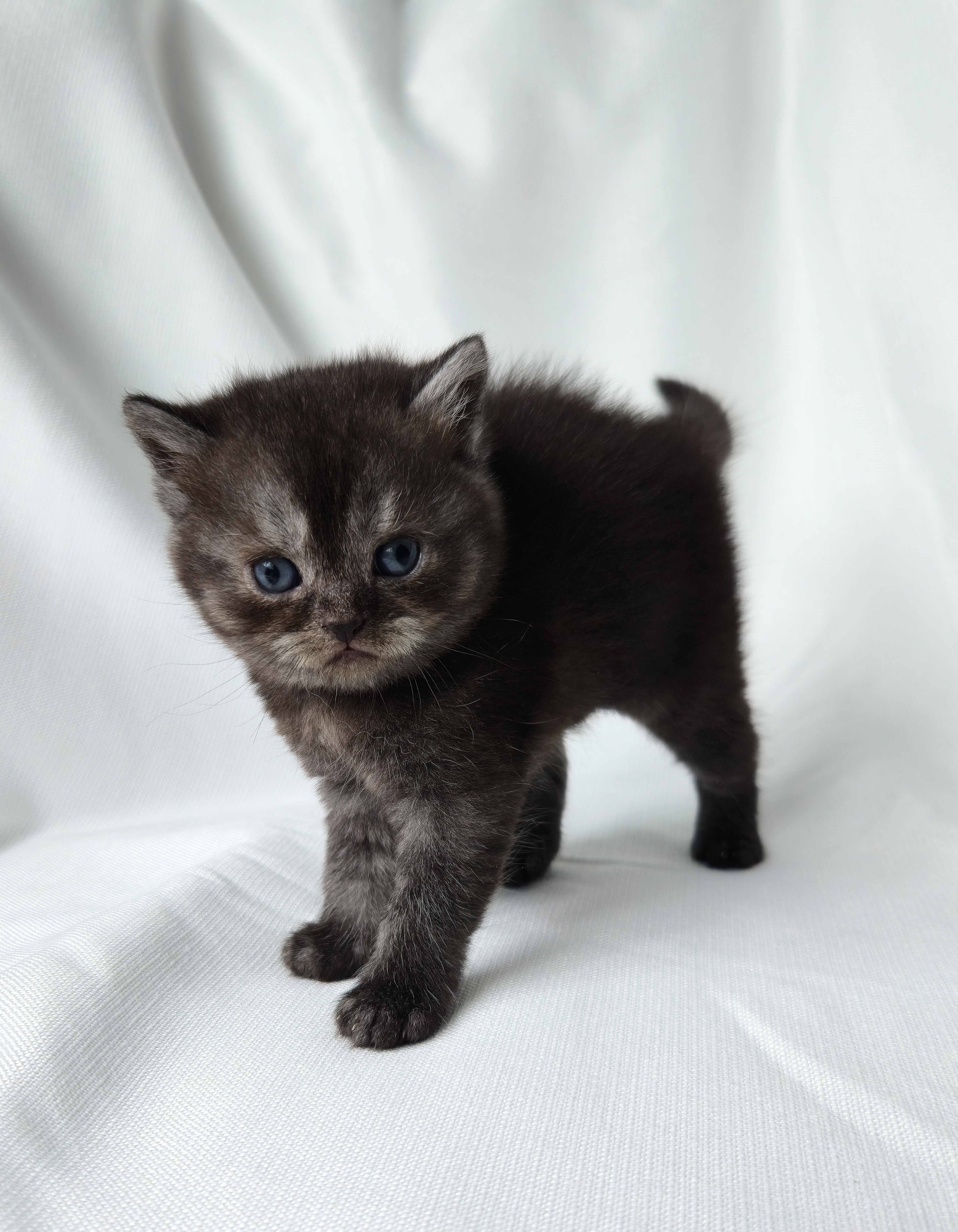 Scottish Straight mâle Noir 