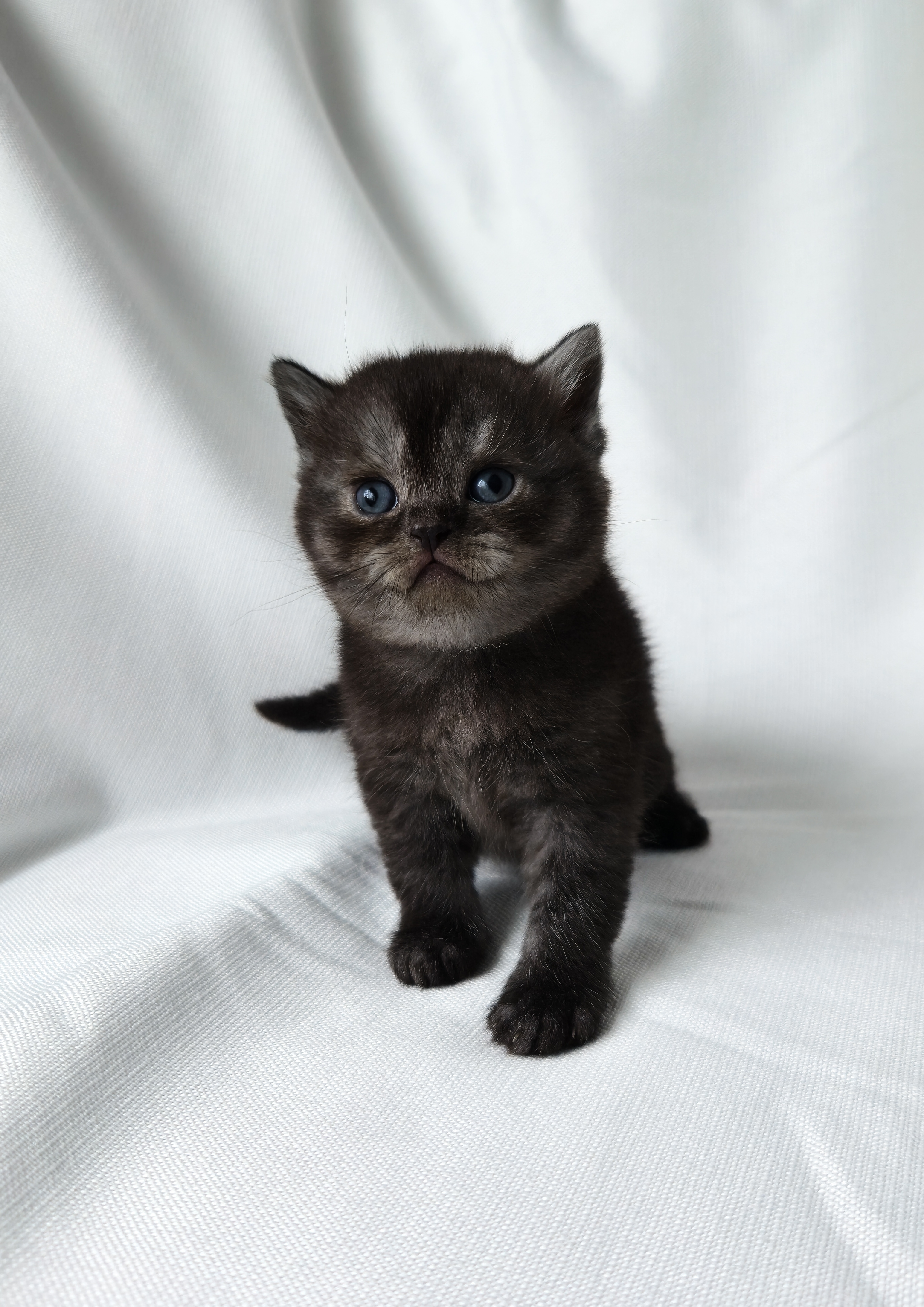 Scottish Straight mâle Noir 