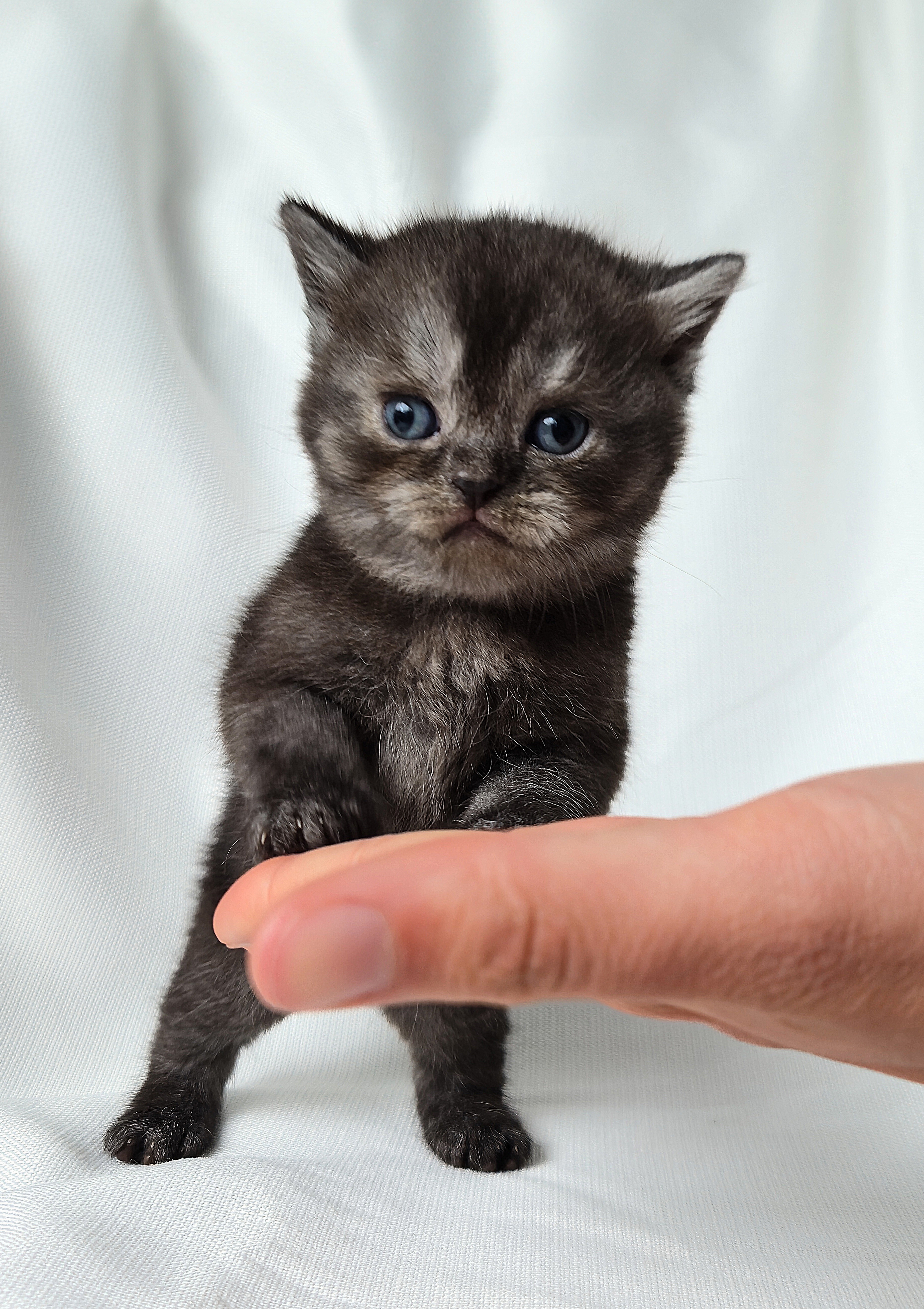 Scottish Straight mâle Noir 