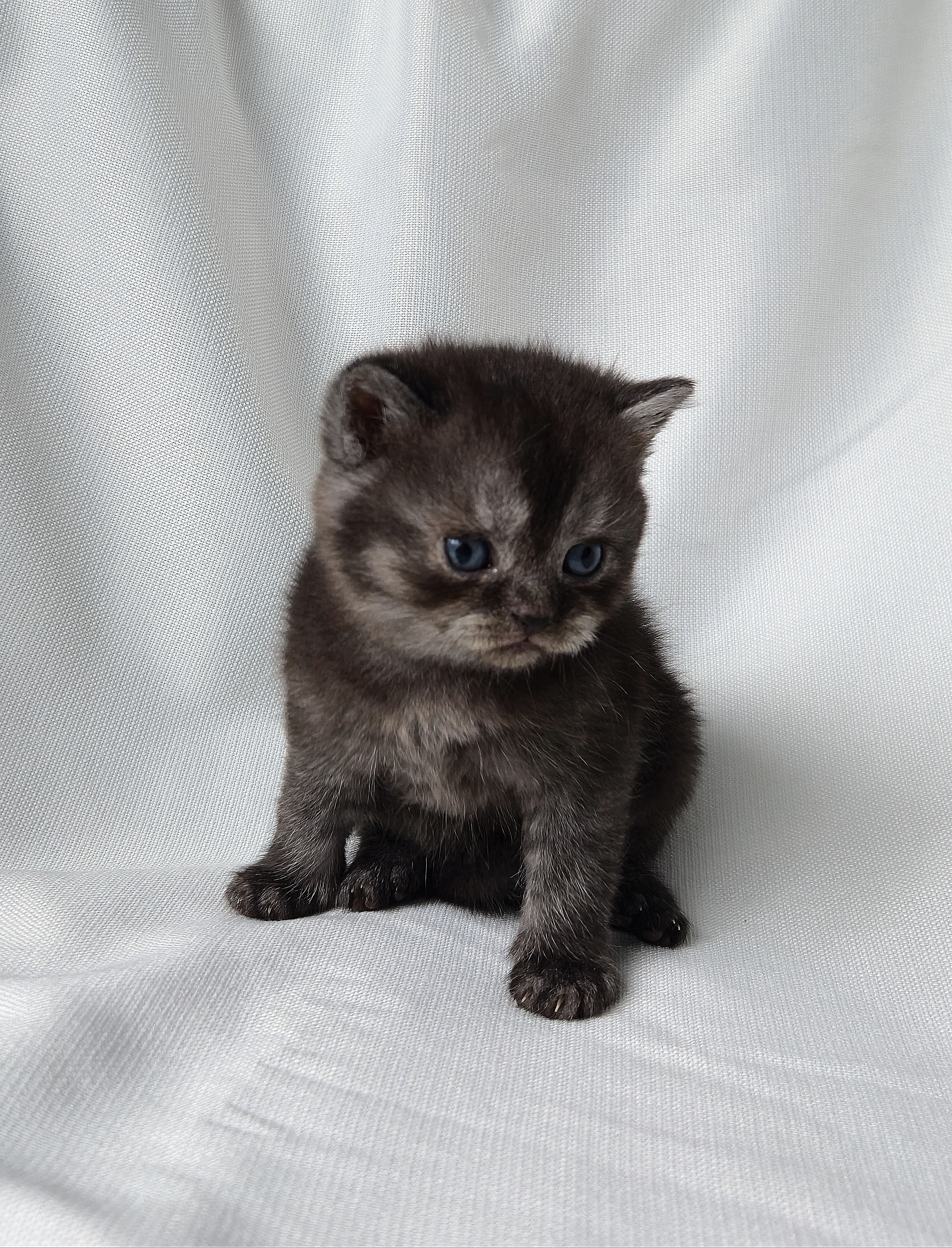 Scottish Straight mâle Noir 