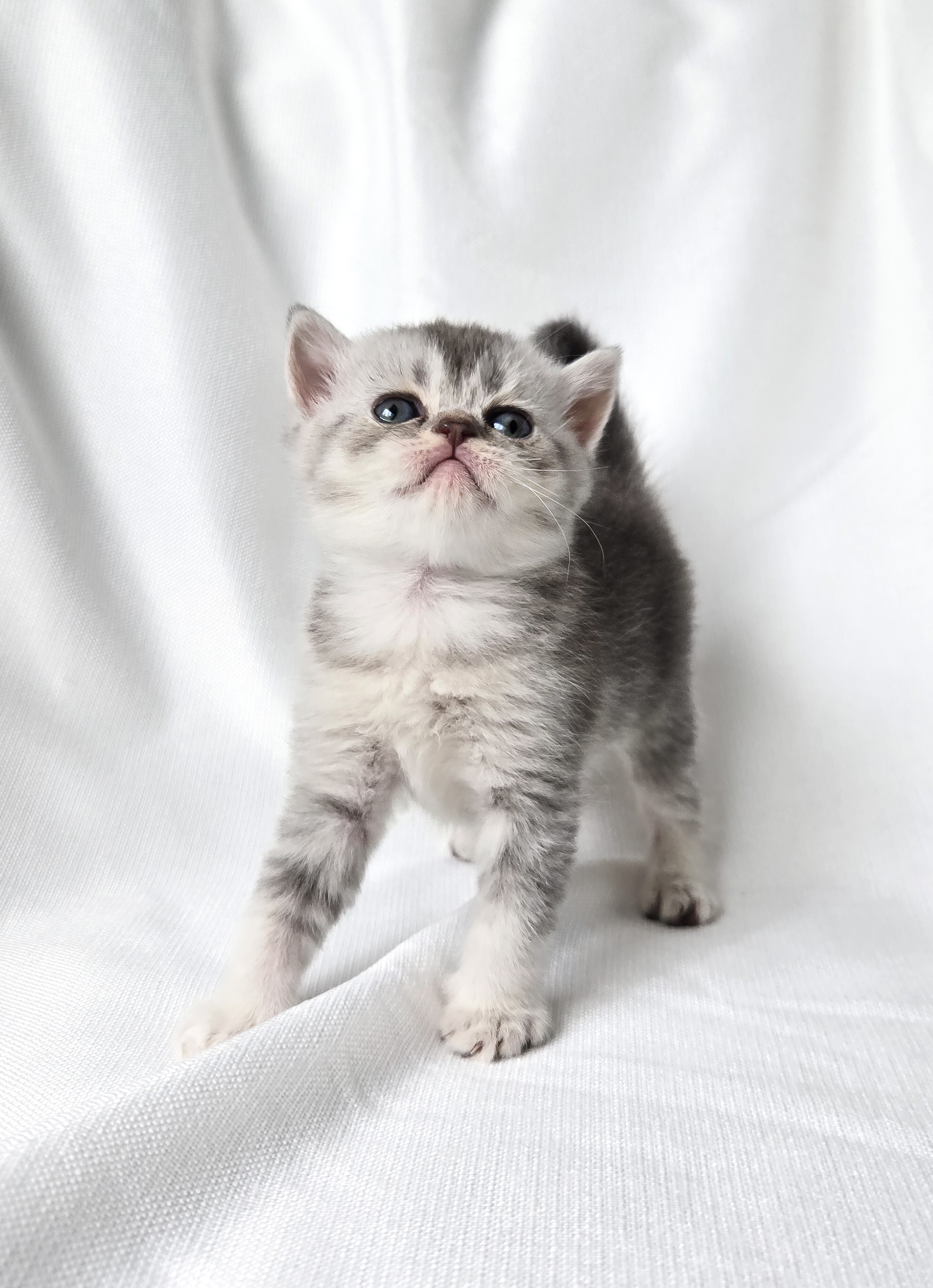 Scottish Straight femelle Gris et Blanche #2