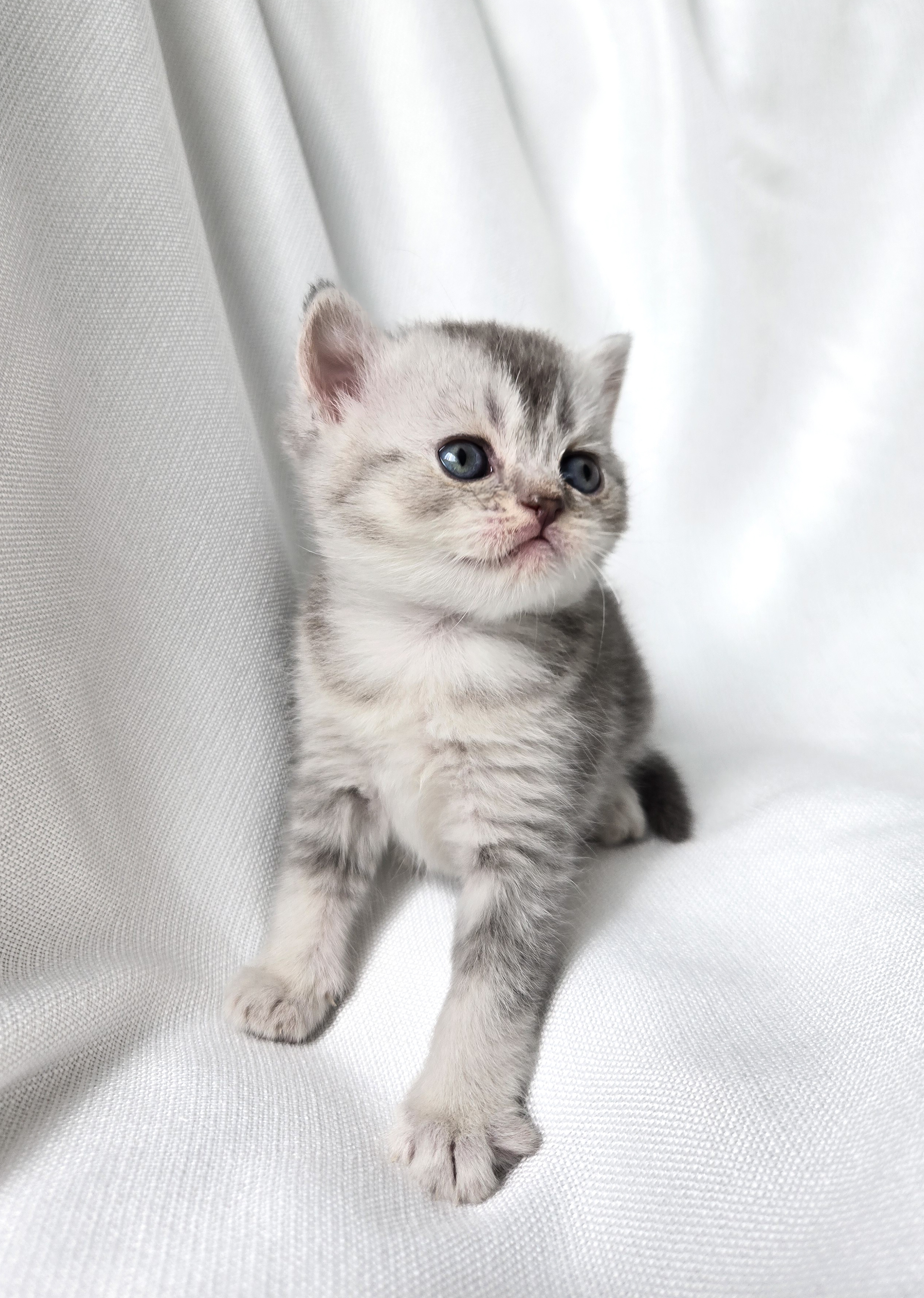 Scottish Straight femelle Gris et Blanche #2