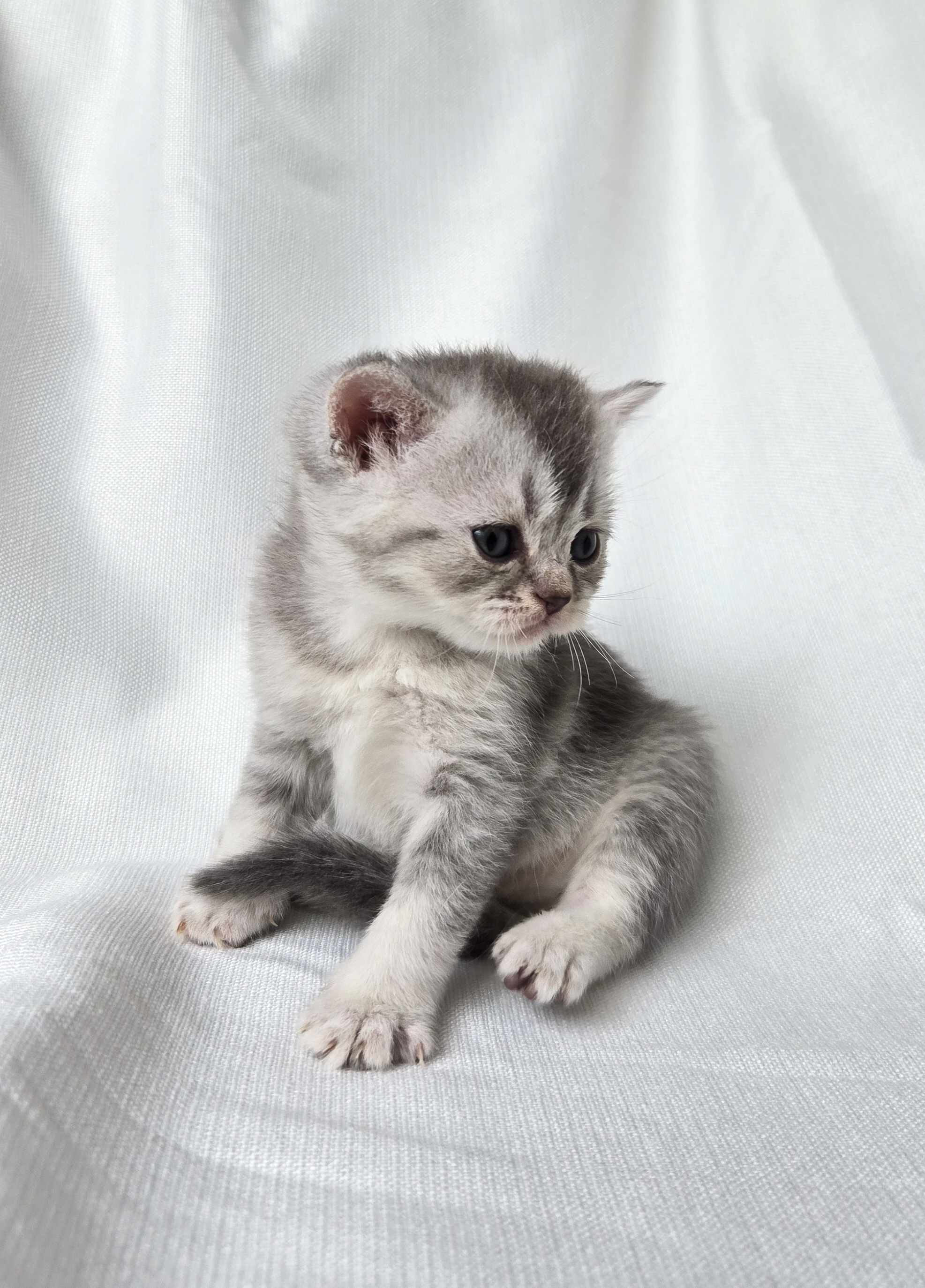 Scottish Straight femelle Gris et Blanche #2