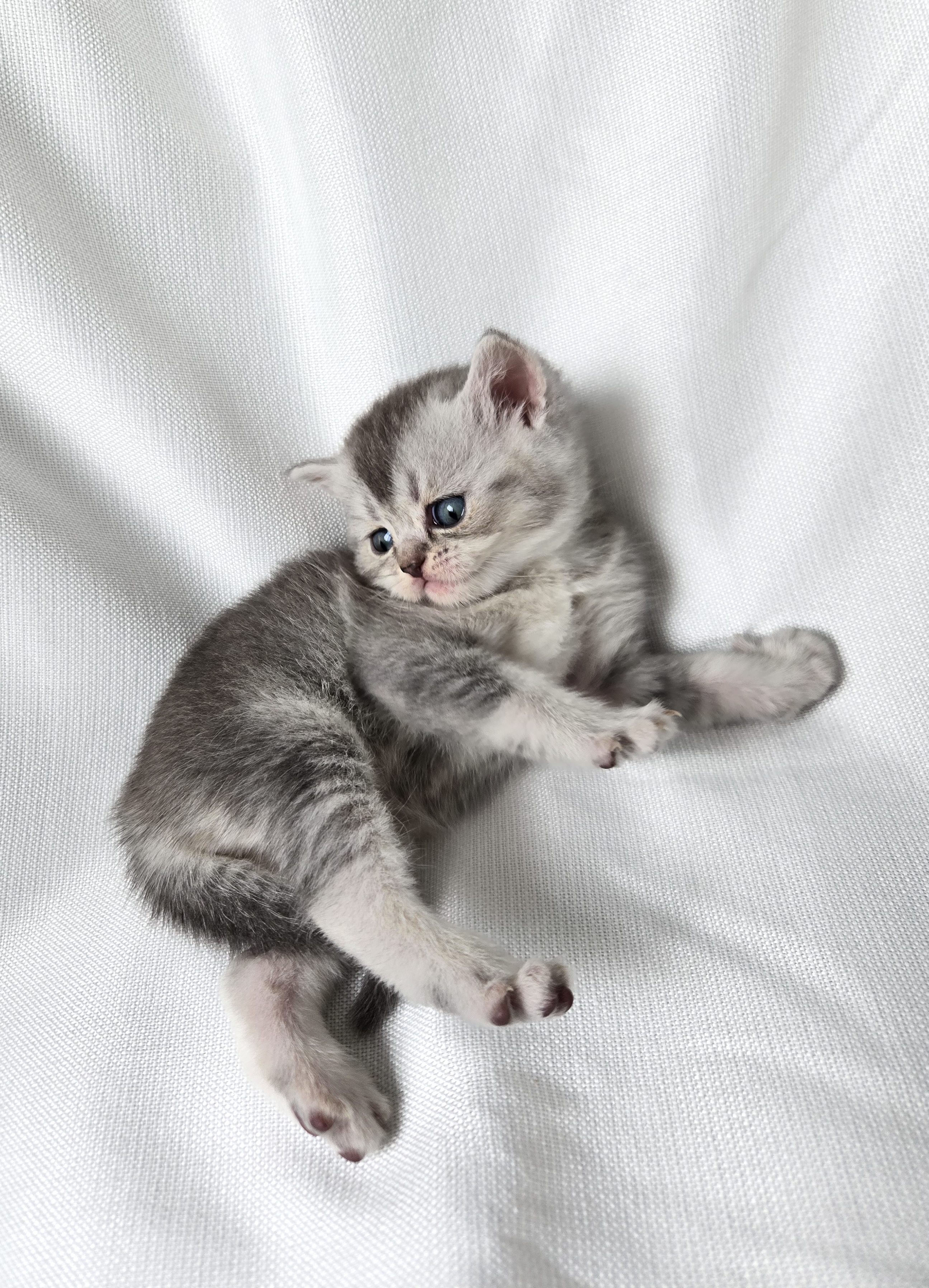 Scottish Straight femelle Gris et Blanche #2