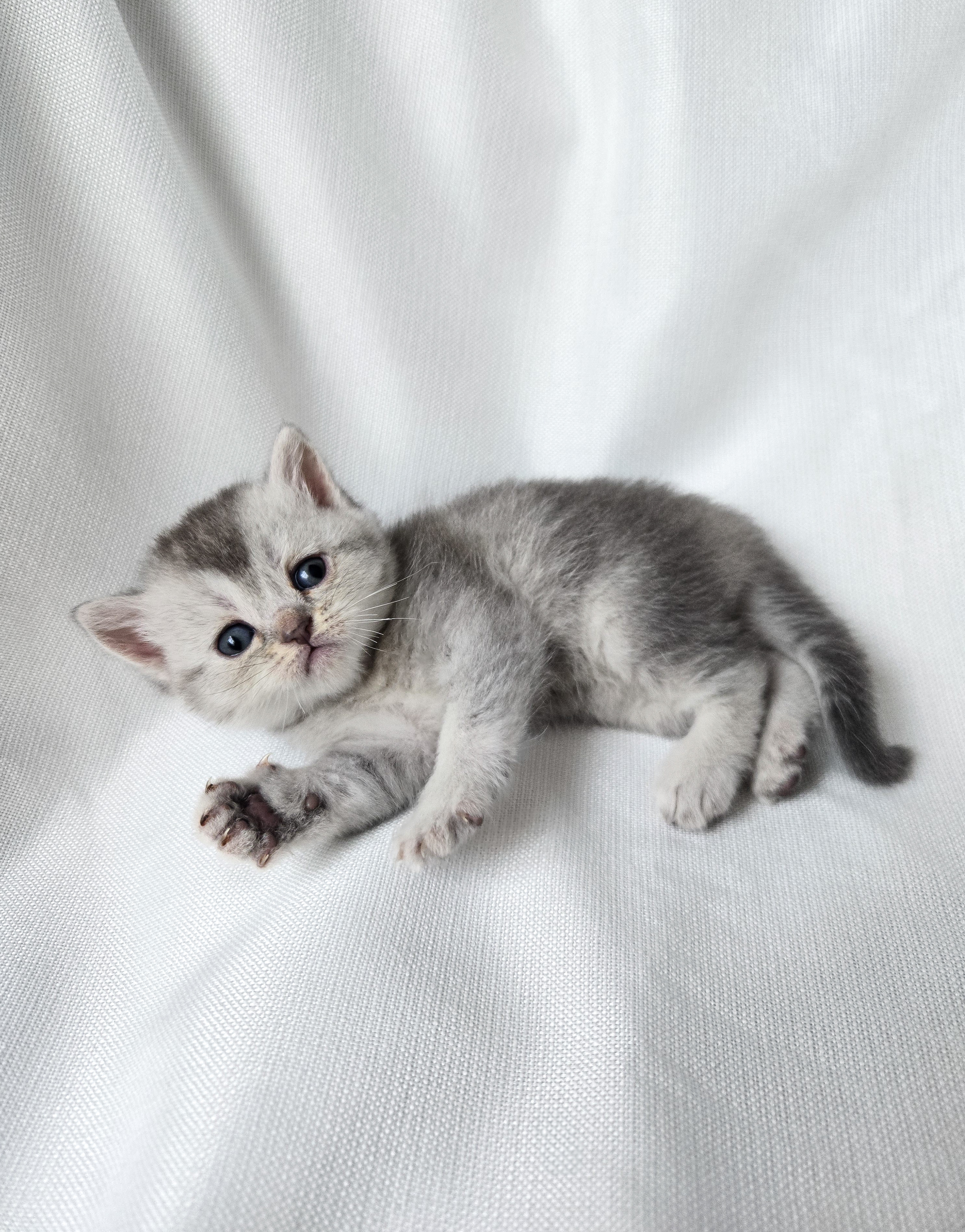 Scottish Straight femelle Grise et Blanche #1