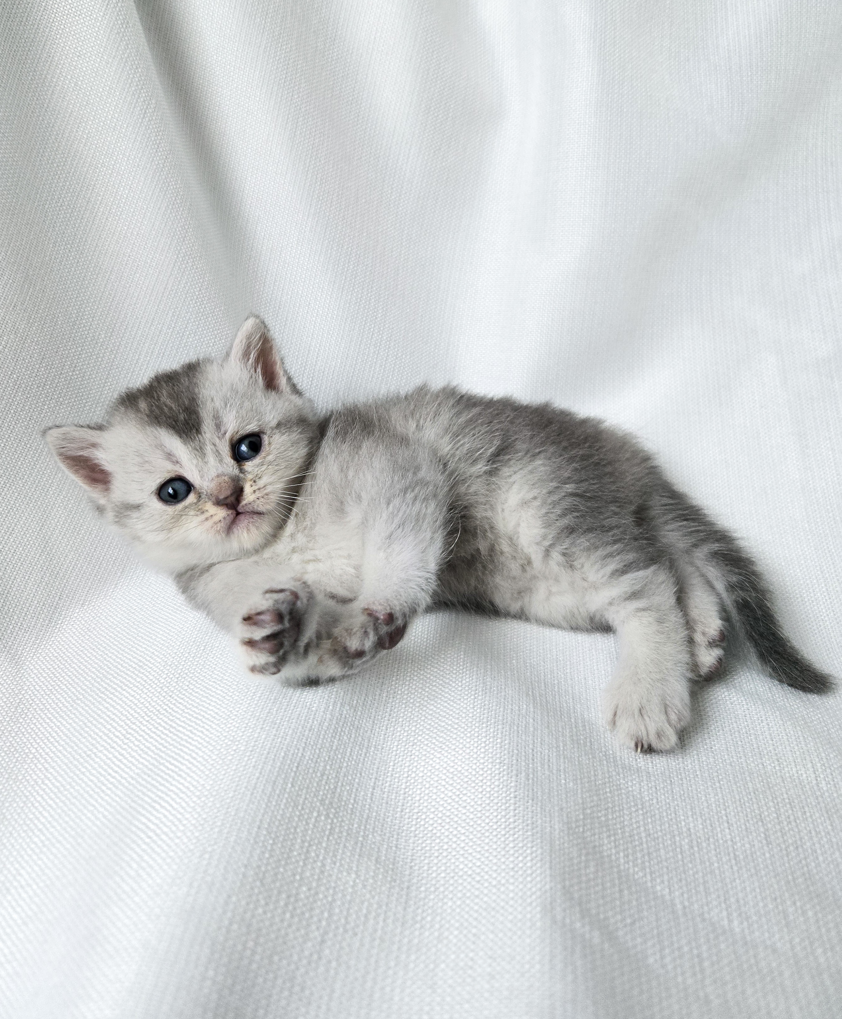 Scottish Straight femelle Grise et Blanche #1